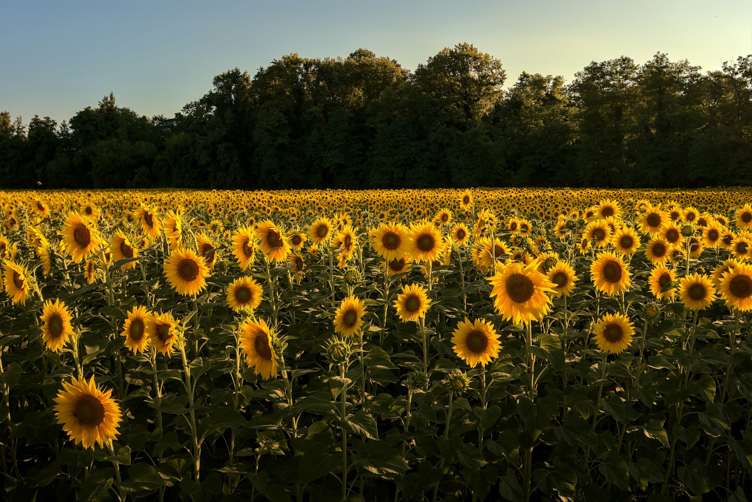 Sunflower Photoshoot
