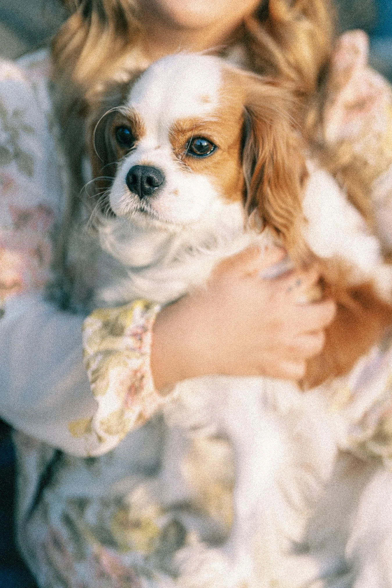 Portrait Session with Ashlee and Her Cavalier, Winston