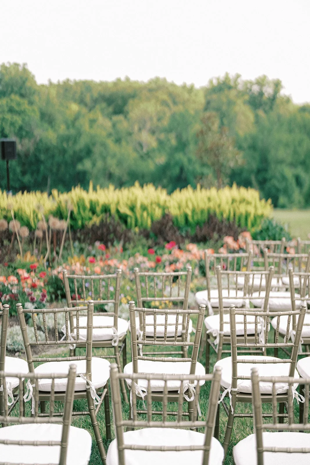 Outdoor wedding setup with multiple gold chiavari chairs and white cushions, arranged in rows on grass, in front of flower beds with greenery and trees in the background.