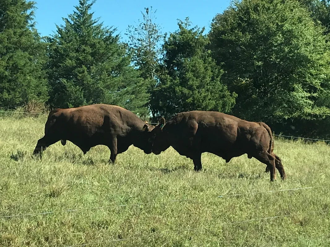 About Cadiz, KY — Wagoner Farms