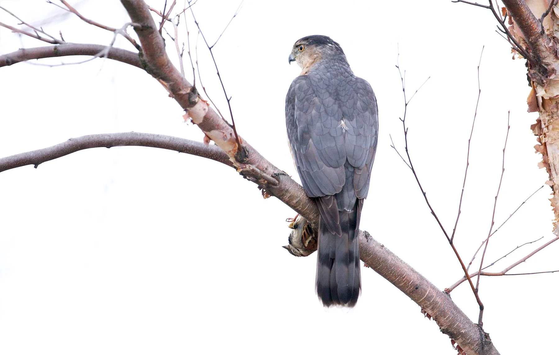 CoopersSparrow(72x1800x500k).jpg