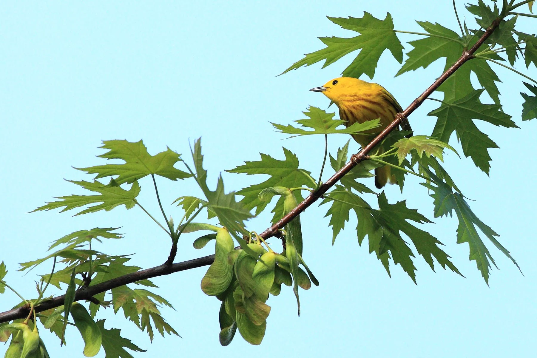 yellow&maple(1800x1200-325k).jpg