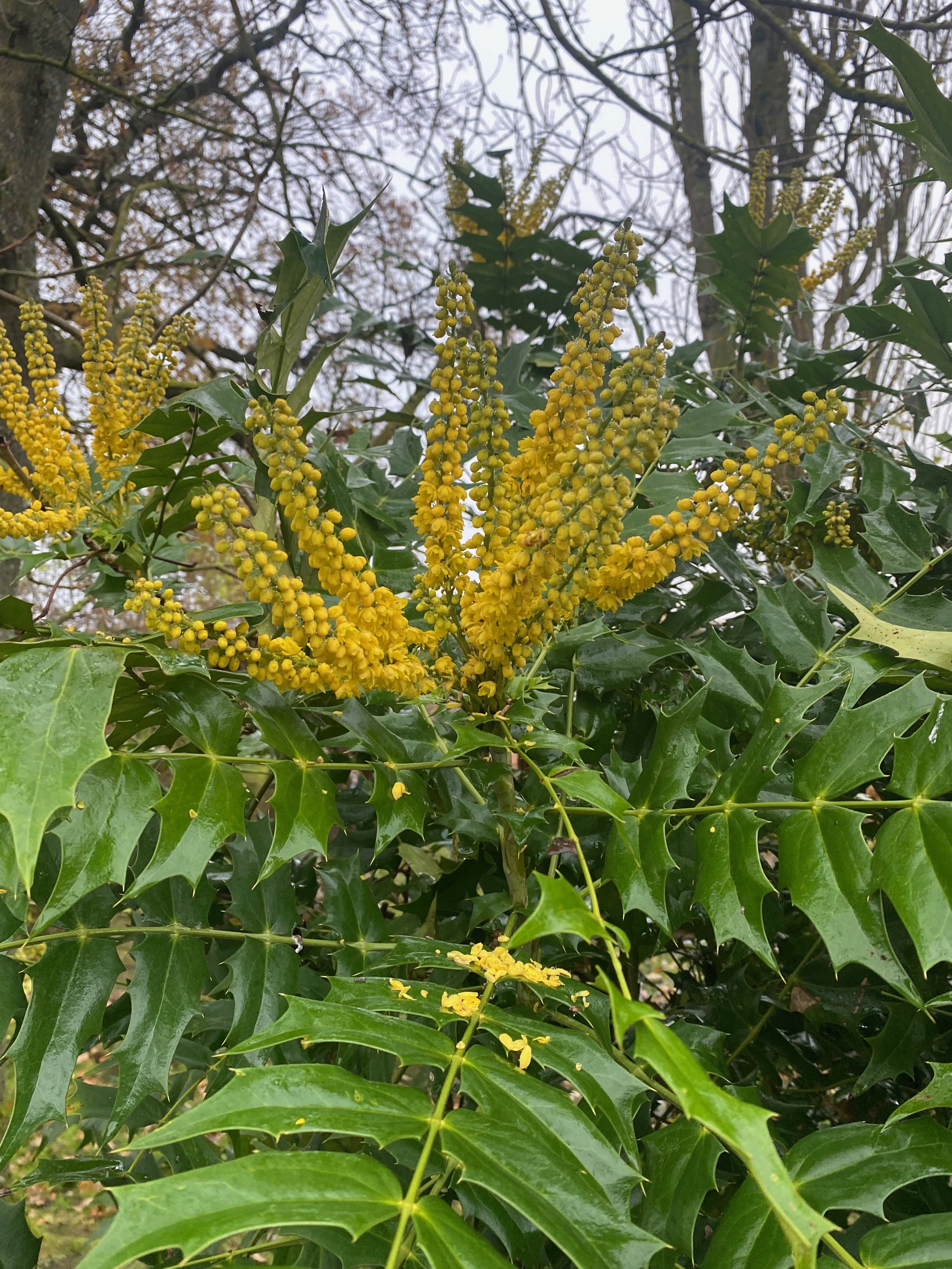Plants to extend the season: Late season colour and food for insects