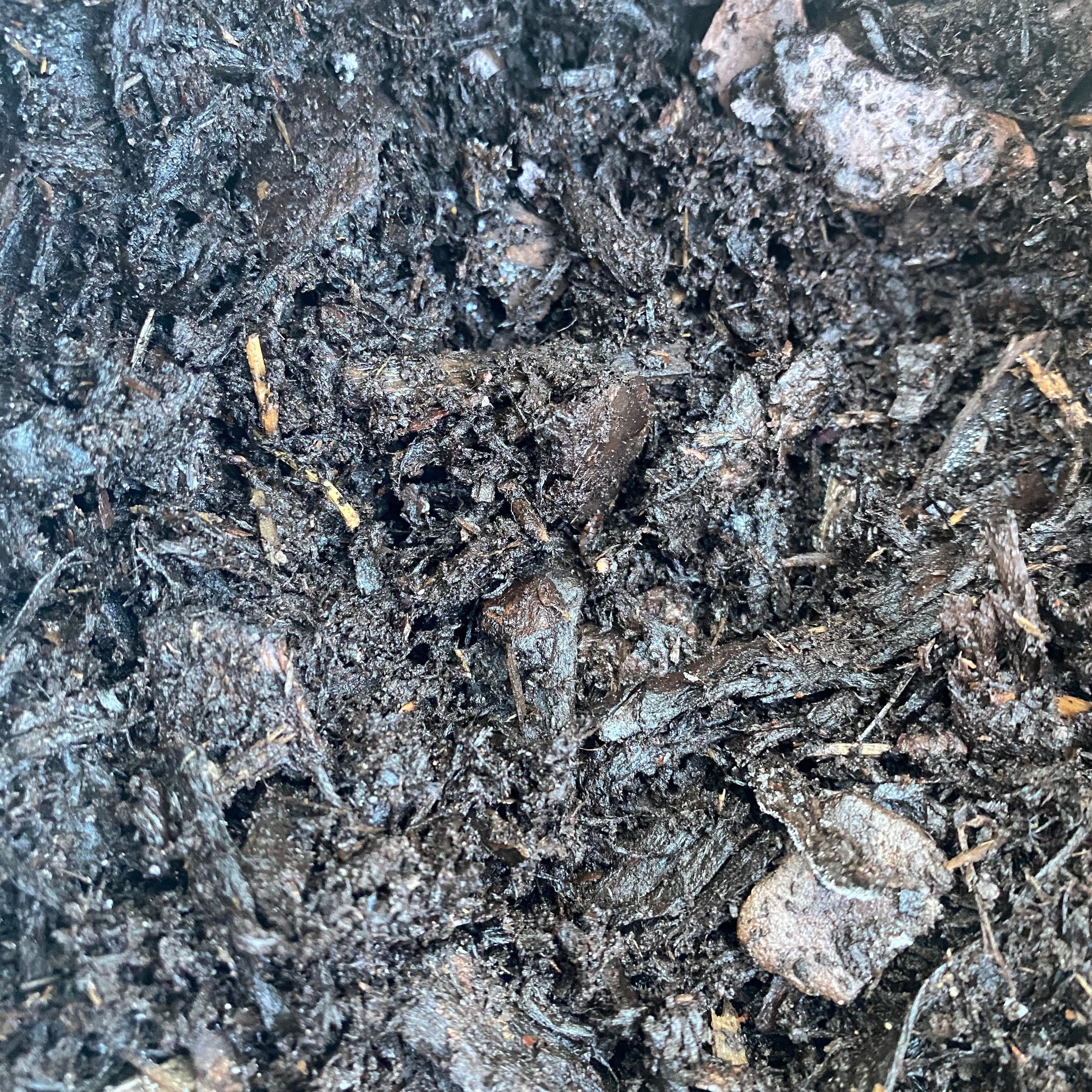Leaf mould - black gold