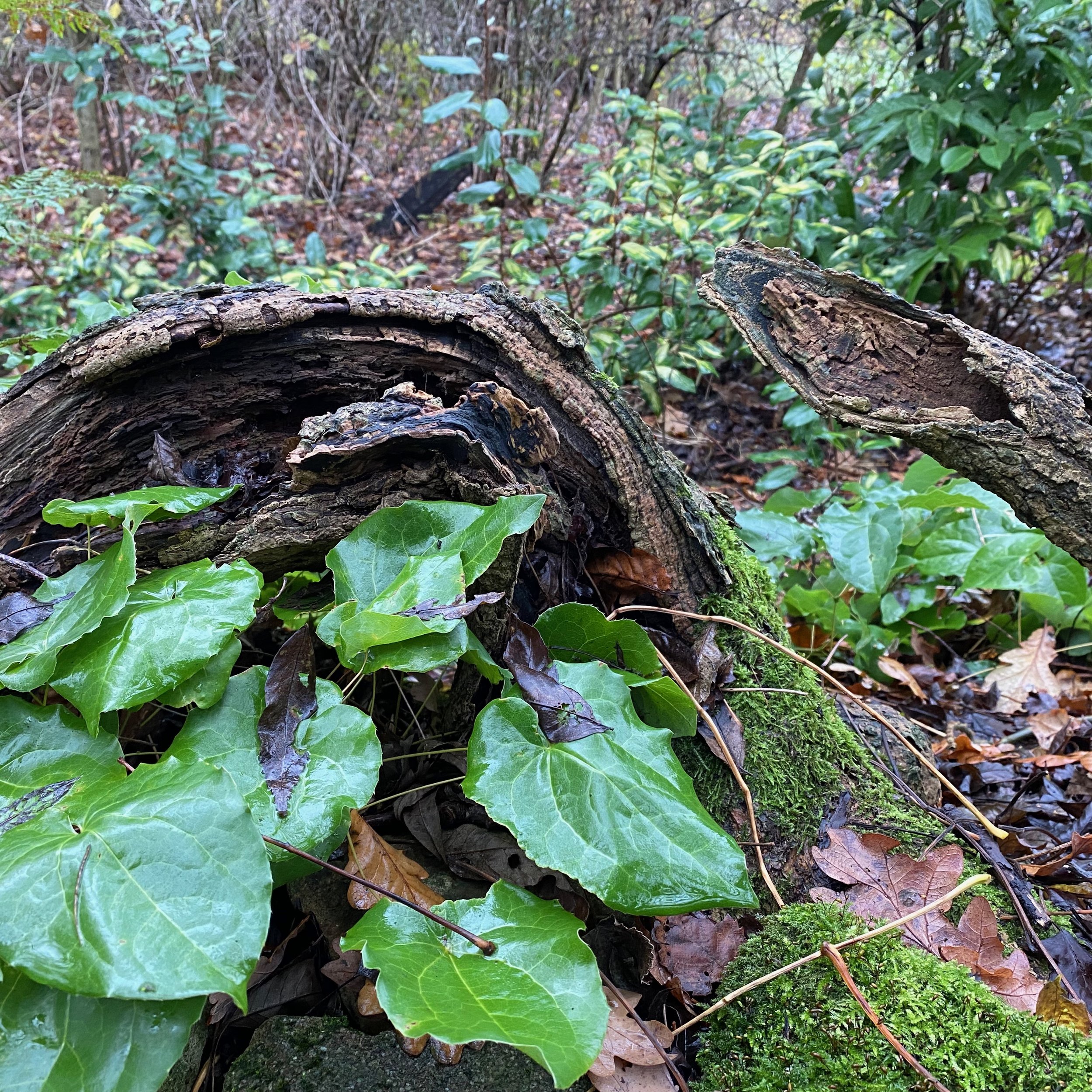 Dead wood