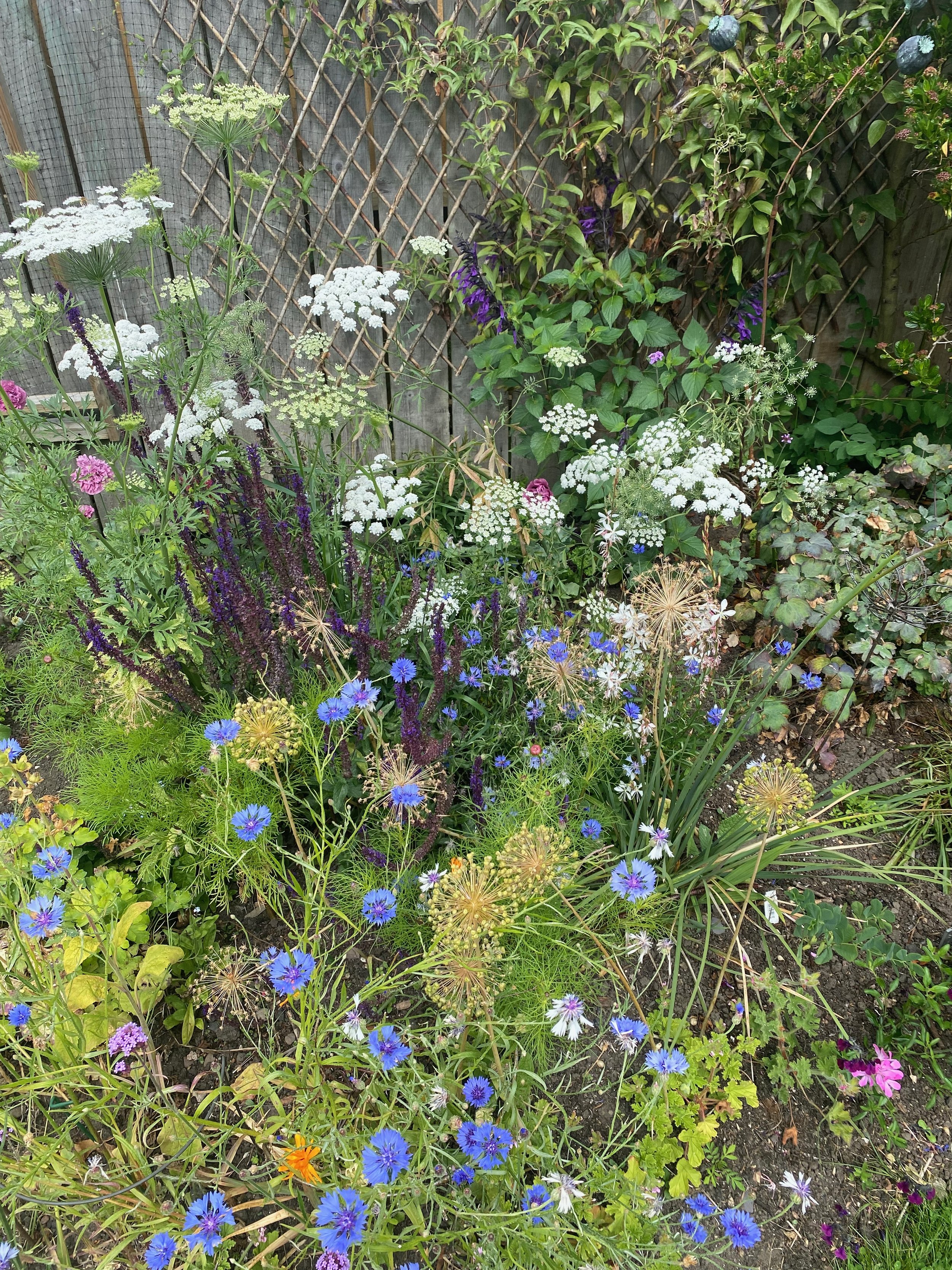 Maximise pollen and nectar with a variety of flower shapes
