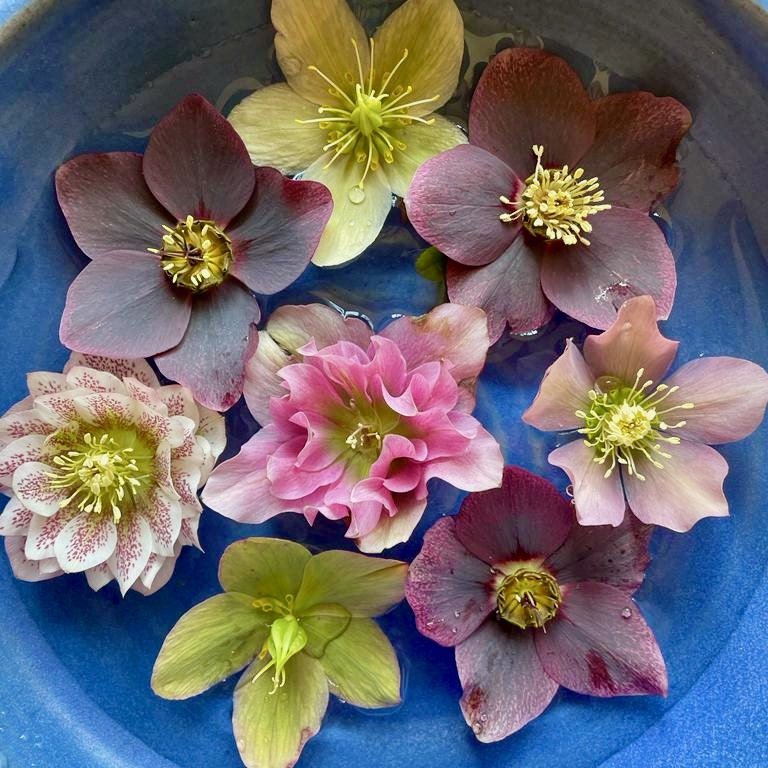 Top 5 perennial cut flowers