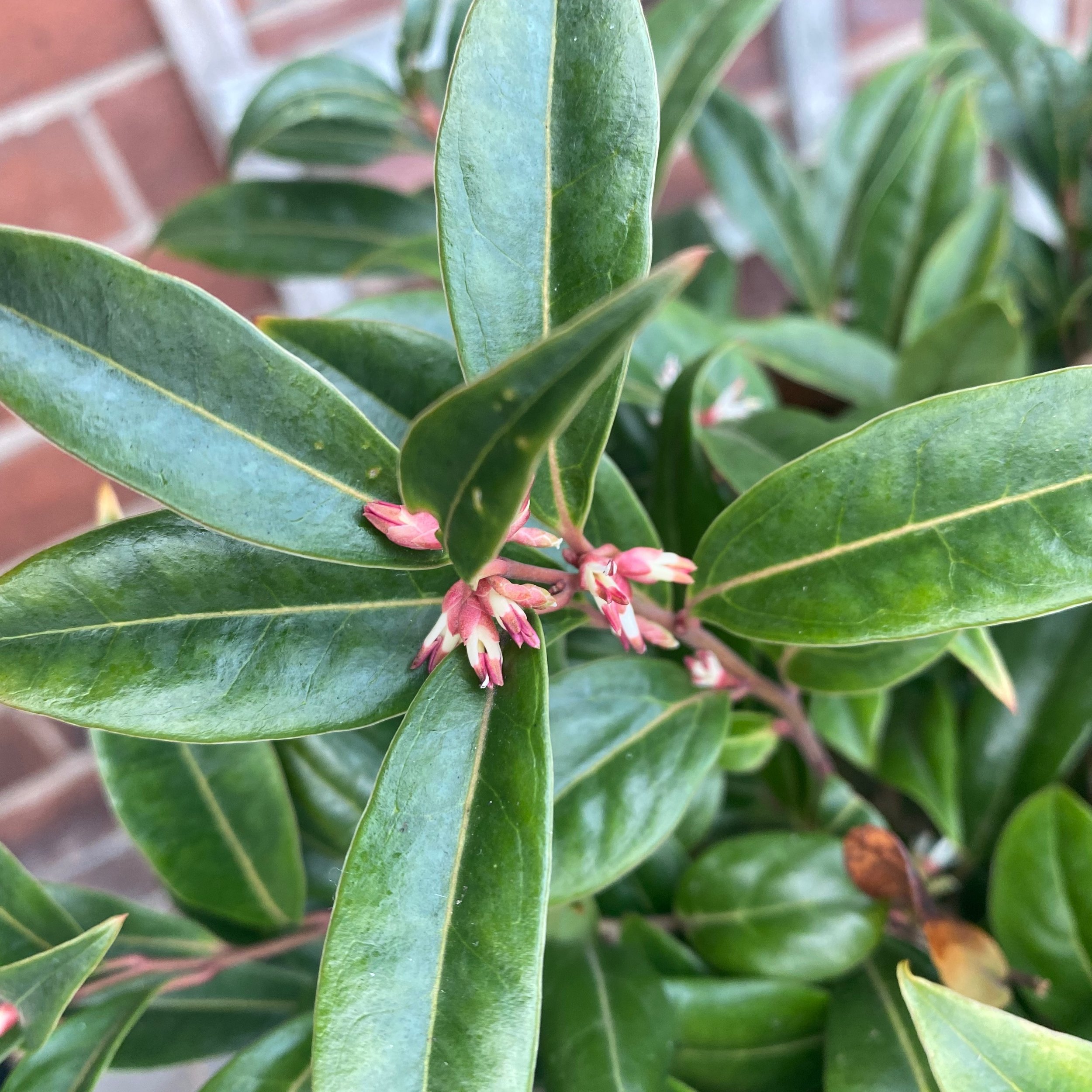 Scent in the garden - Winter