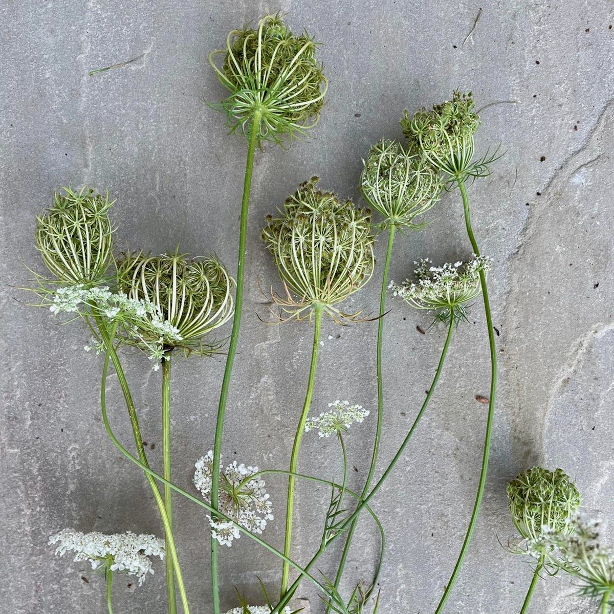 Flower shapes - umbellifers