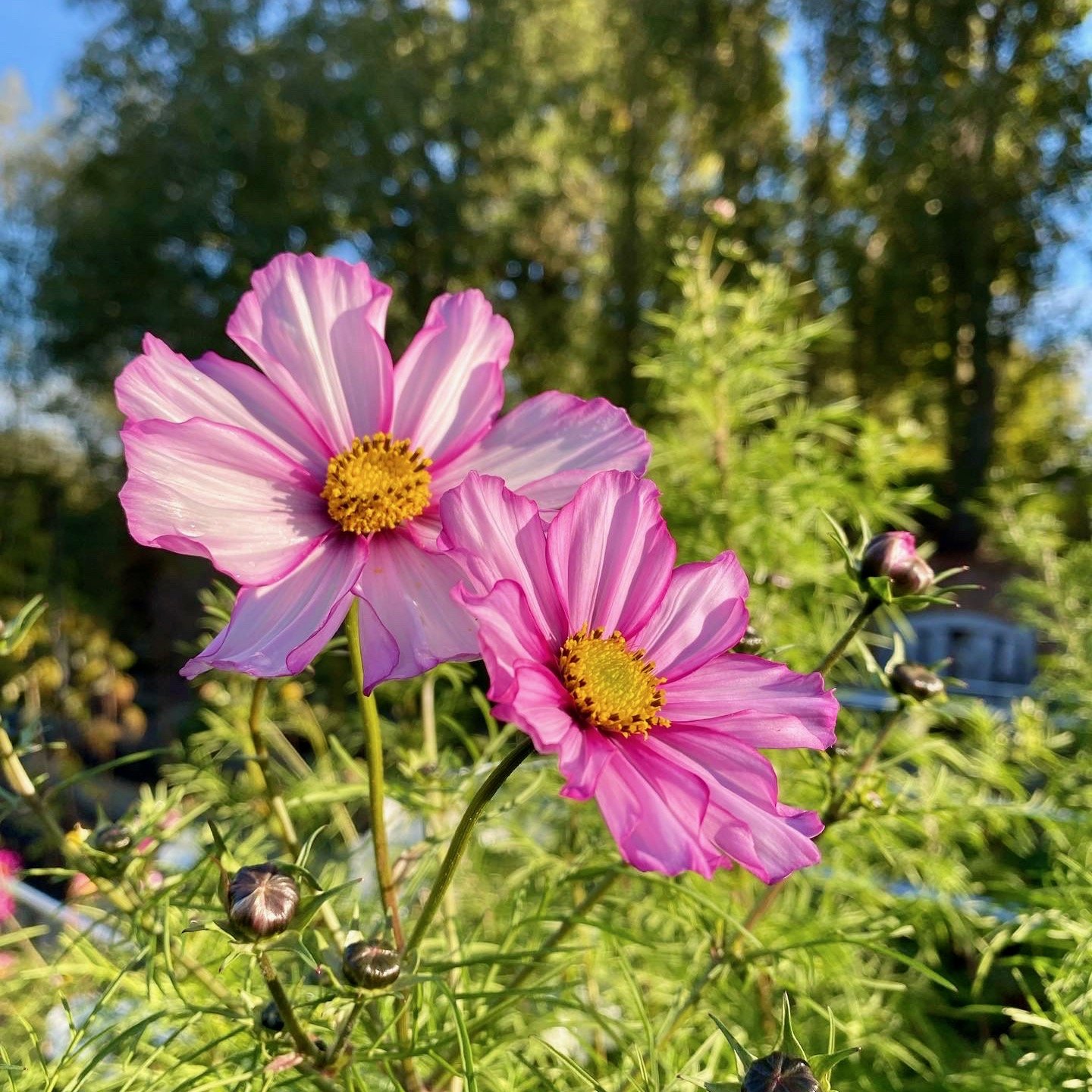 Flower shapes - Daisy