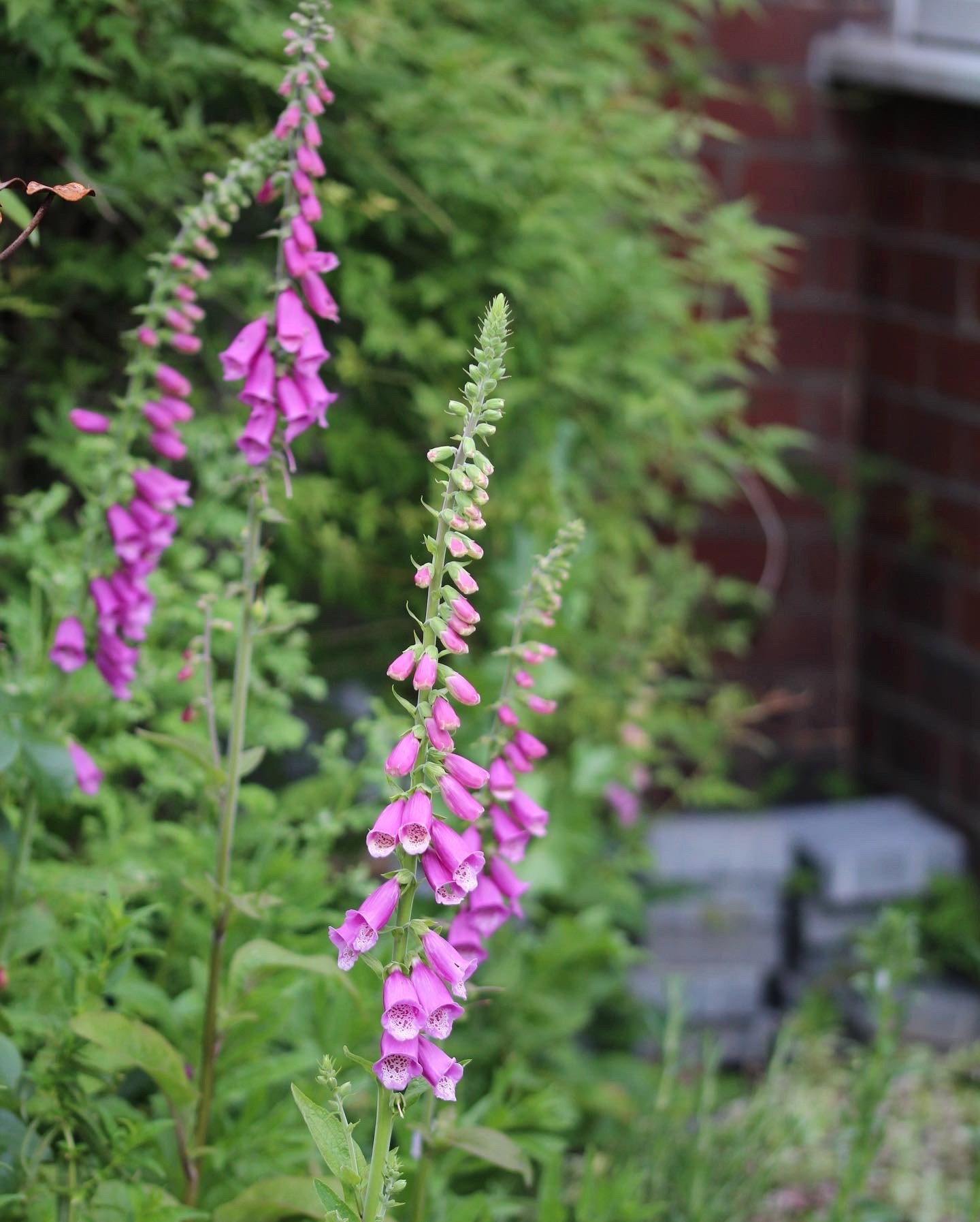 Welcome self-seeding plants