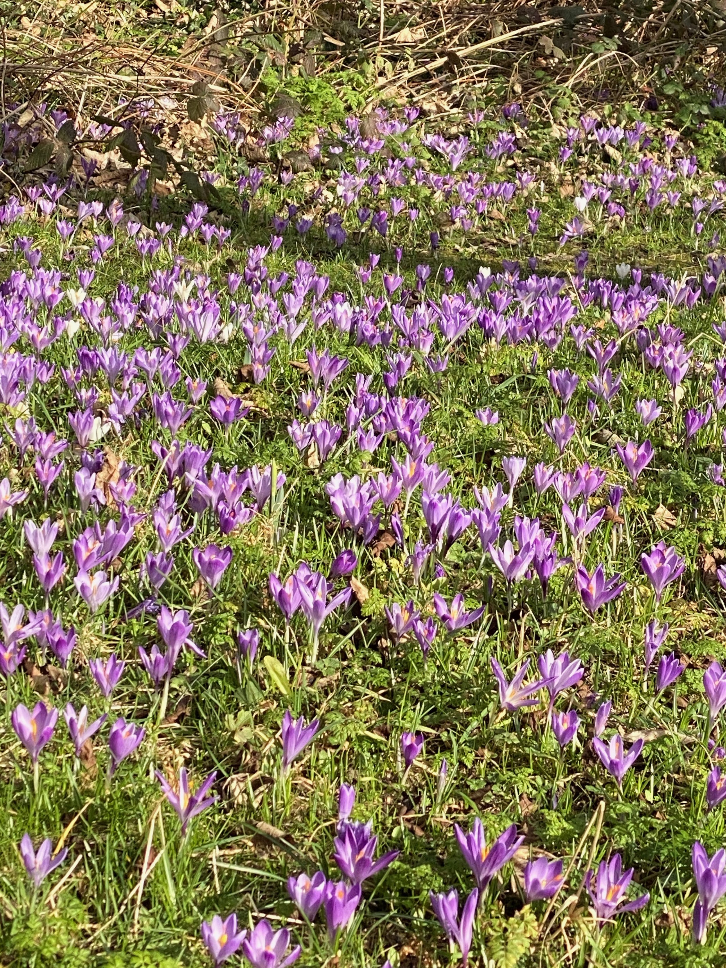Plants to extend the season: Early flowering plants
