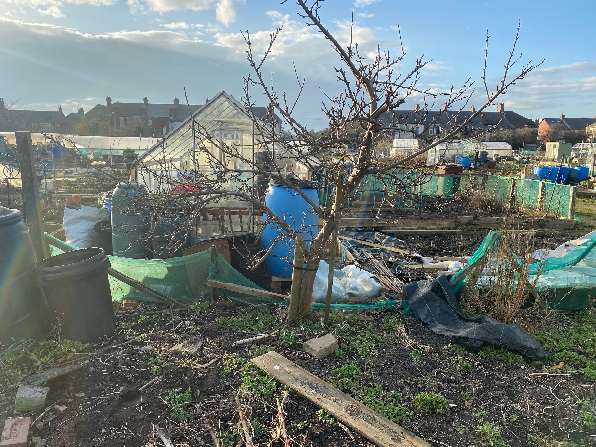 Planning a forest garden at the allotment 