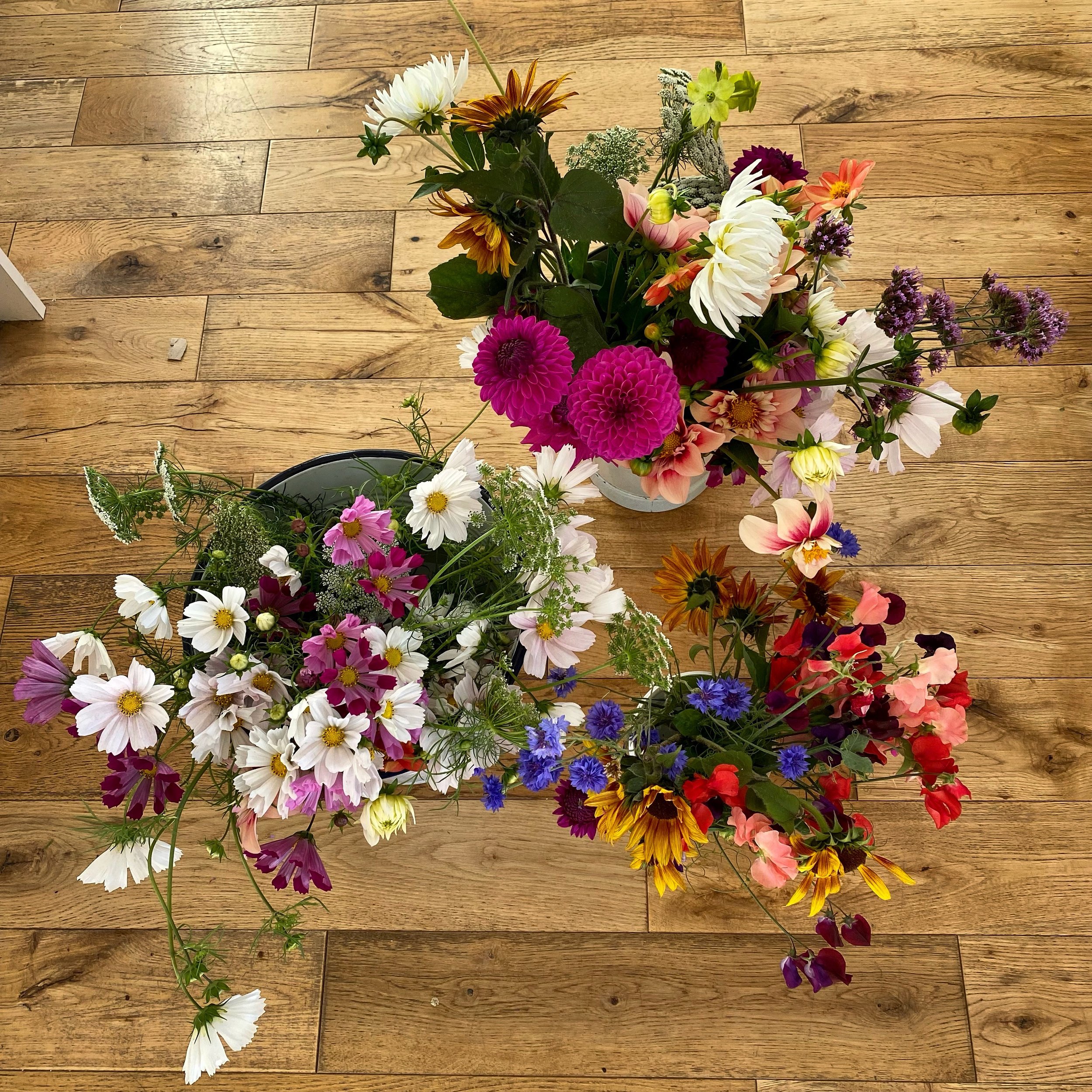 Growing your own sustainable cut flowers