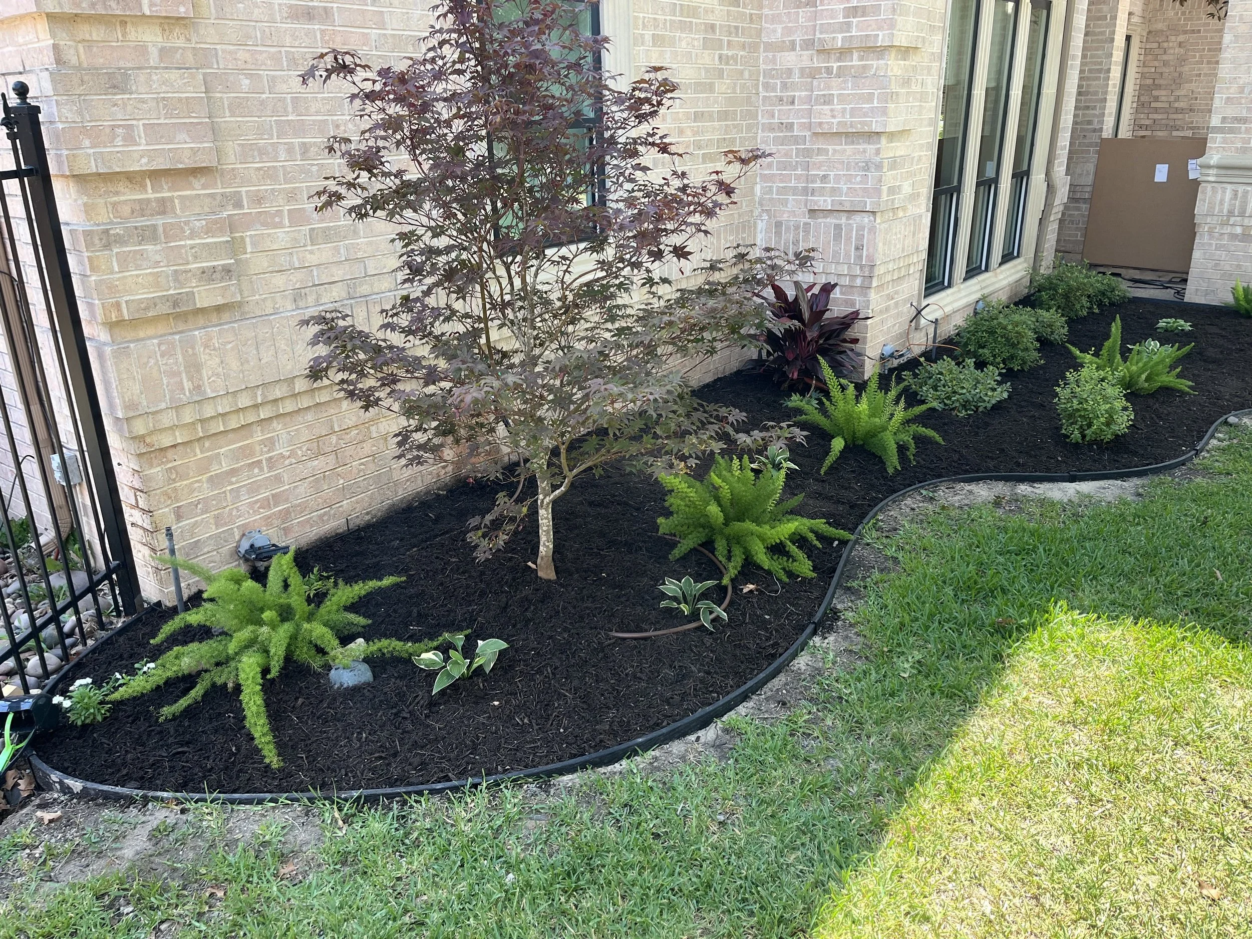 bartsmaple_edging_ferns_hosta_azaleas.jpg
