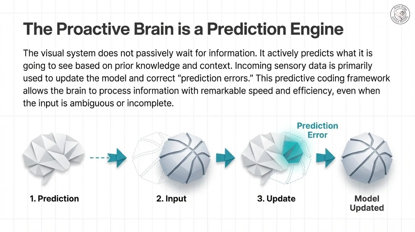 Elite vision is not passive.
It is predictive, adaptive, and constantly updating in real time.

Your brain is not waiting to see what happens next.
It is forecasting it, correcting errors, filtering noise, and deciding where to look before your eyes 