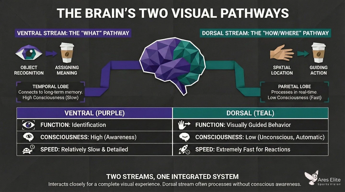 You don&rsquo;t react with your eyes. You react with your routing system.

The ventral stream tells you what you&rsquo;re seeing.
The dorsal stream tells your body how to move through it.

Route is where these two systems integrate. It&rsquo;s the br