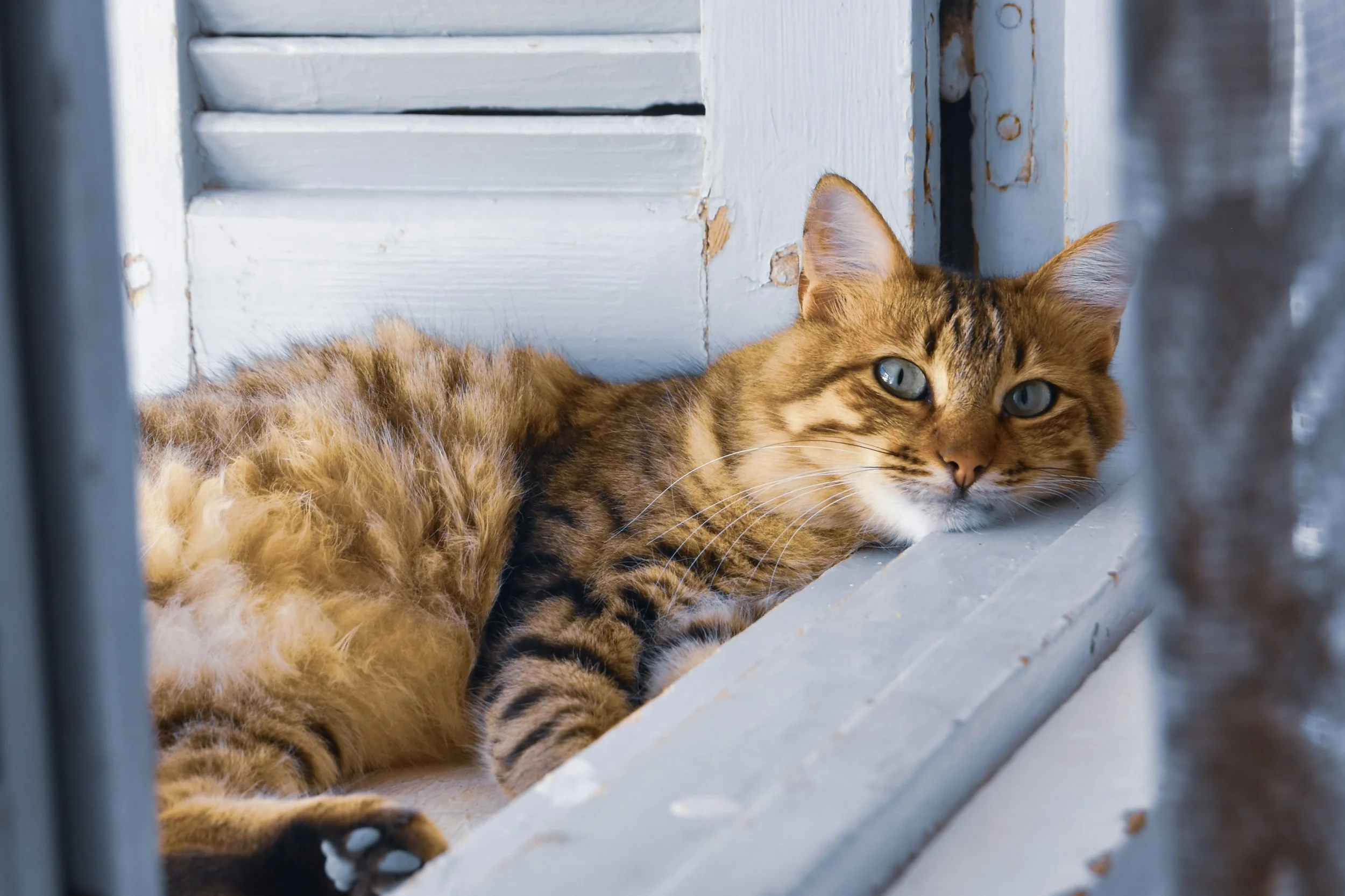 Honoring Your Pet’s Memory: Ideas Beyond the Rainbow Bridge