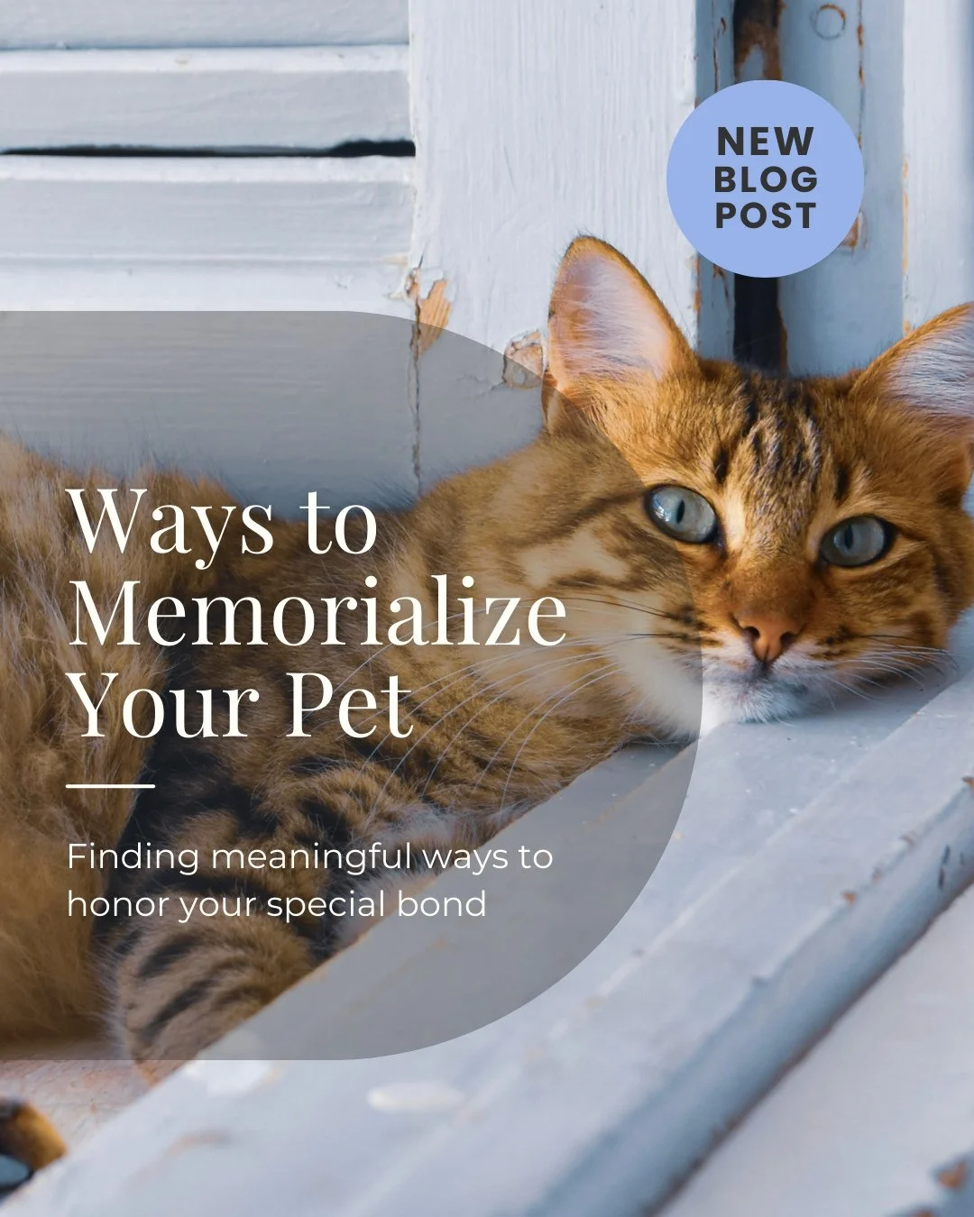 When you lose a beloved pet, it can be hard to find just the right way to honor their memory and the impact they had on your life and your heart.⁠
⁠
There are lots of ways you can do this. And, like with most things grief-related, there's not one rig
