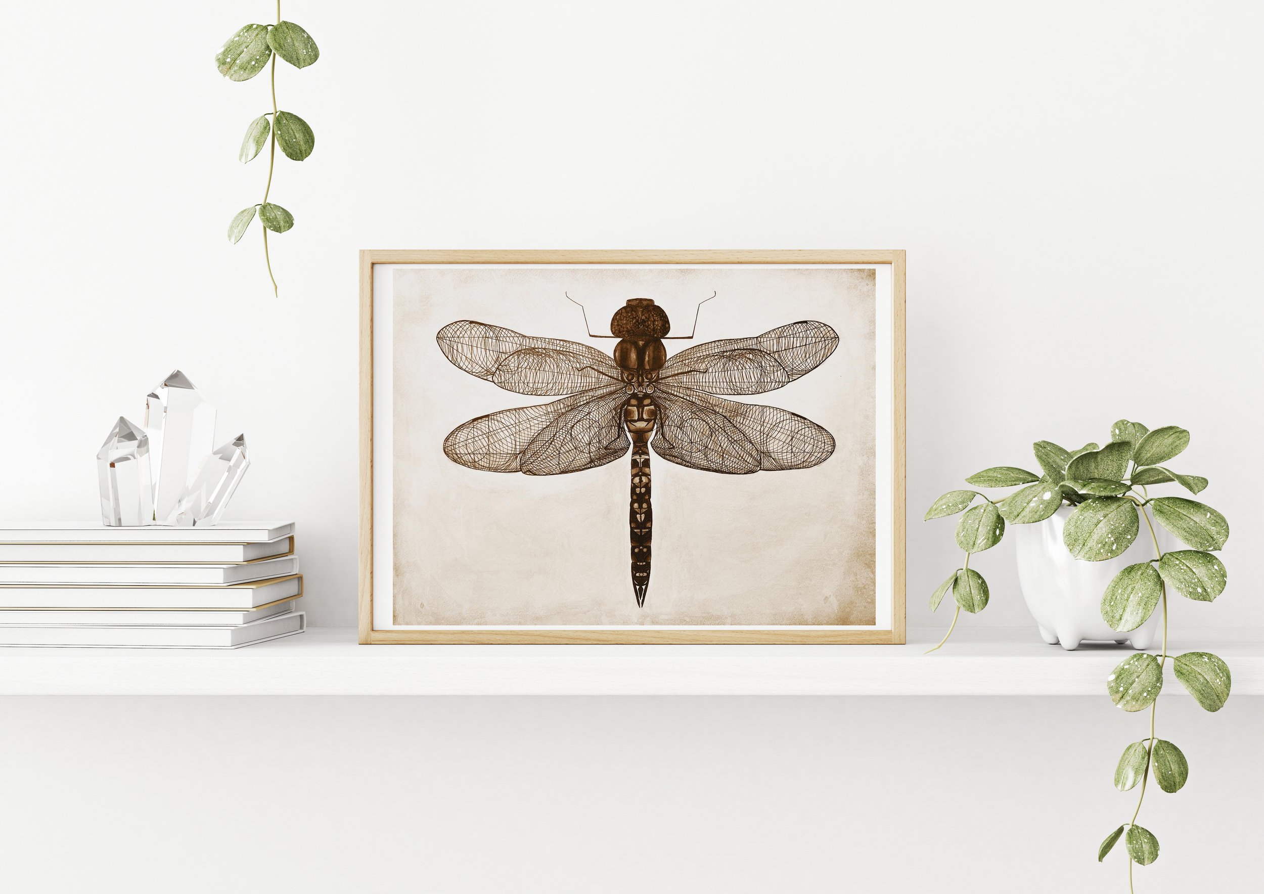 Dragonfly Sepia Display.jpg