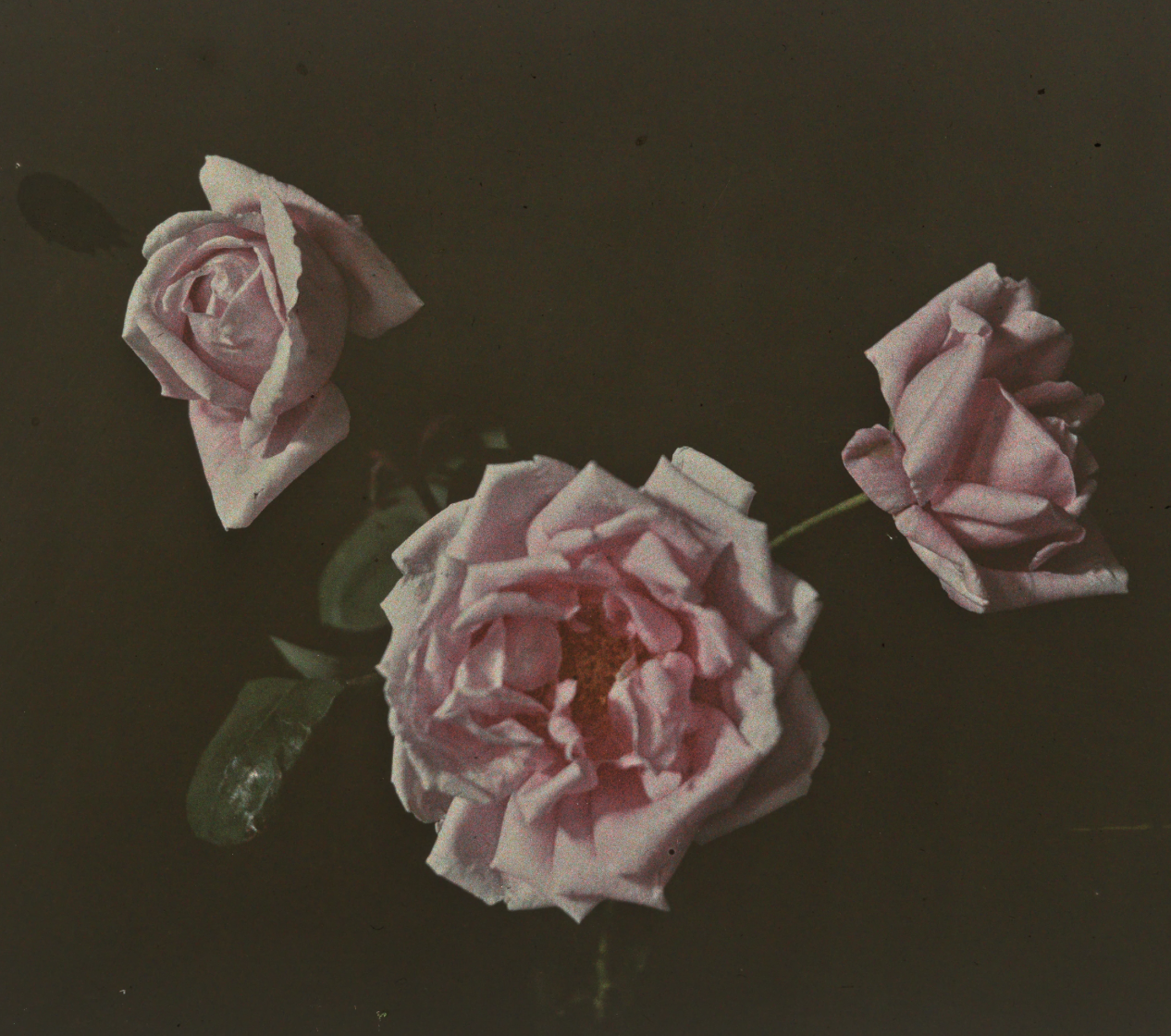 Beyond the Bouquet - The Modern Floral in Perfumery
