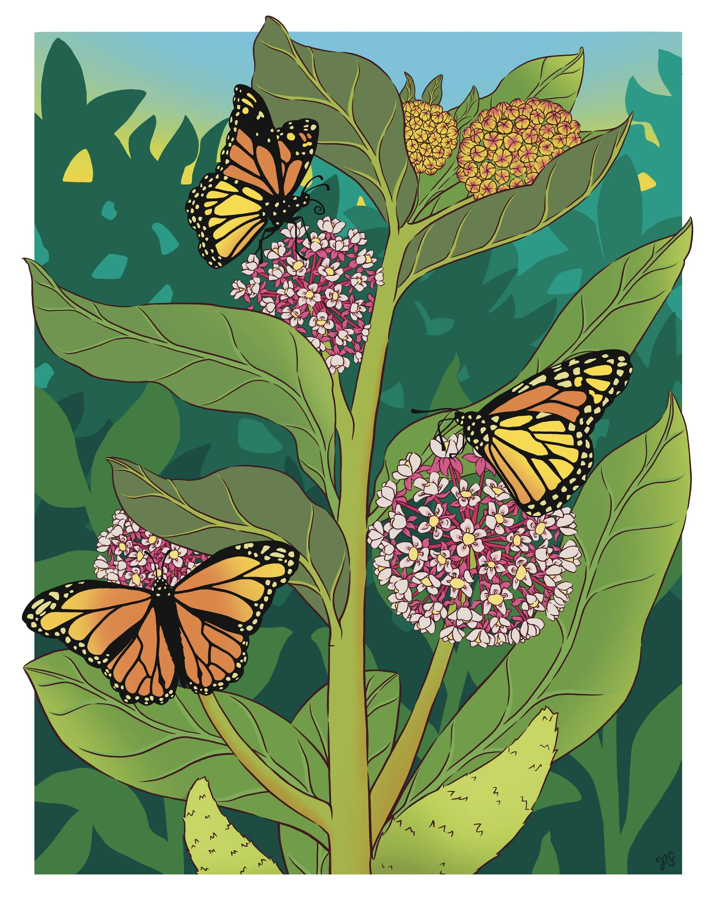 Monarch_and_Milkweed_(July).jpg