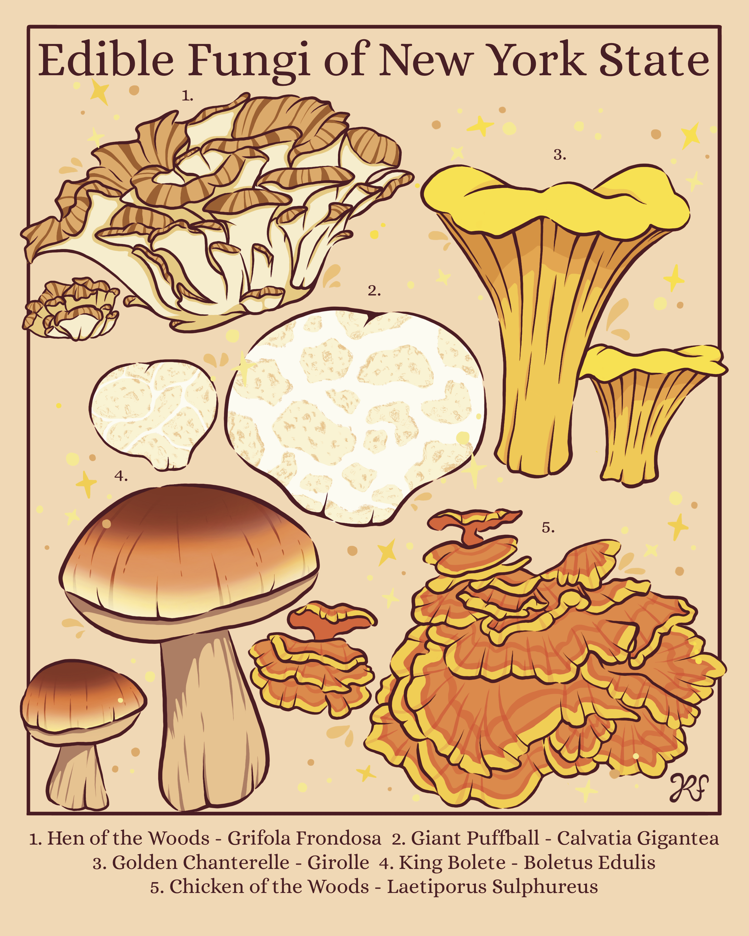 Edible_Fungi_Of_New_York 1.png