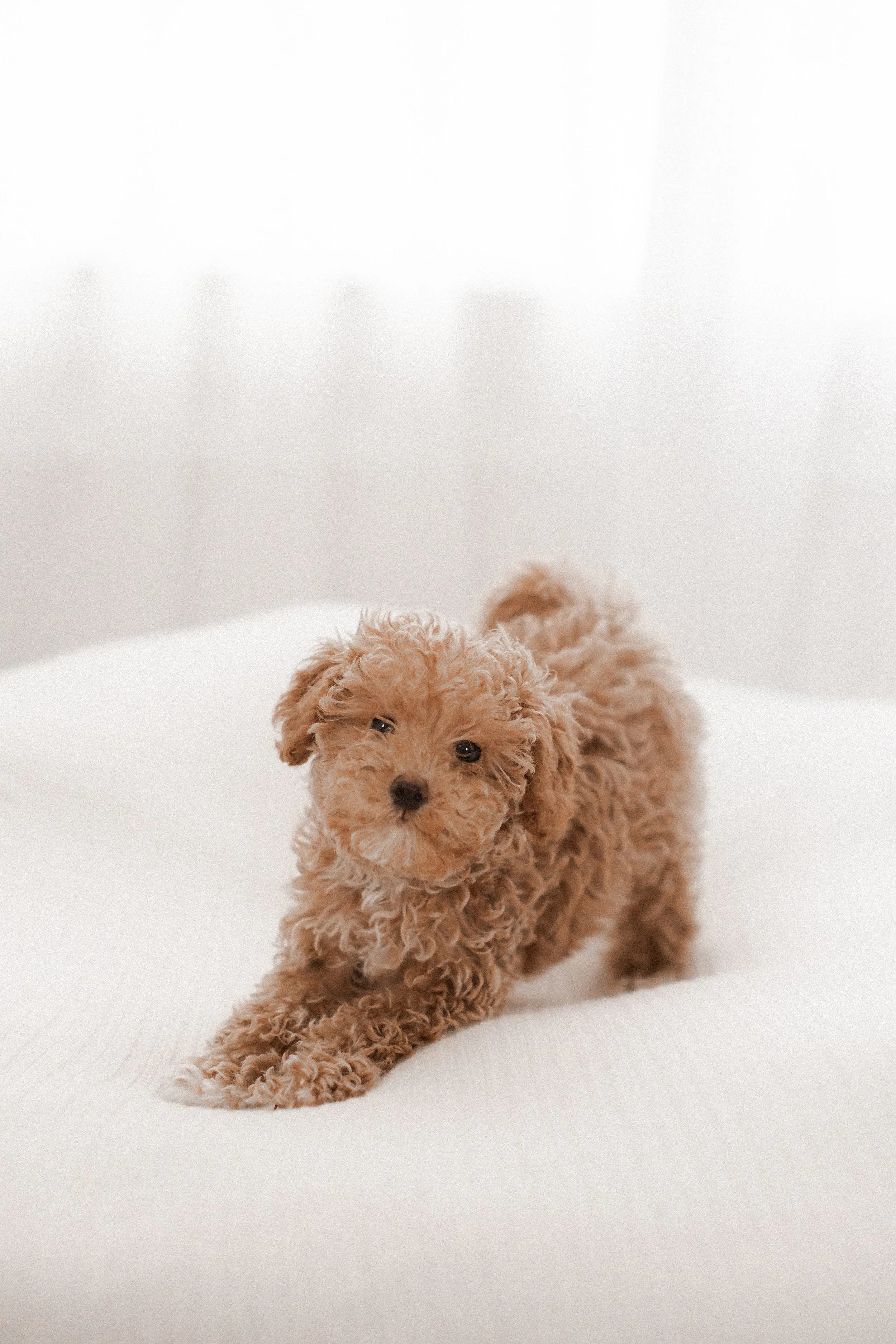 Greta’s Newborn Session