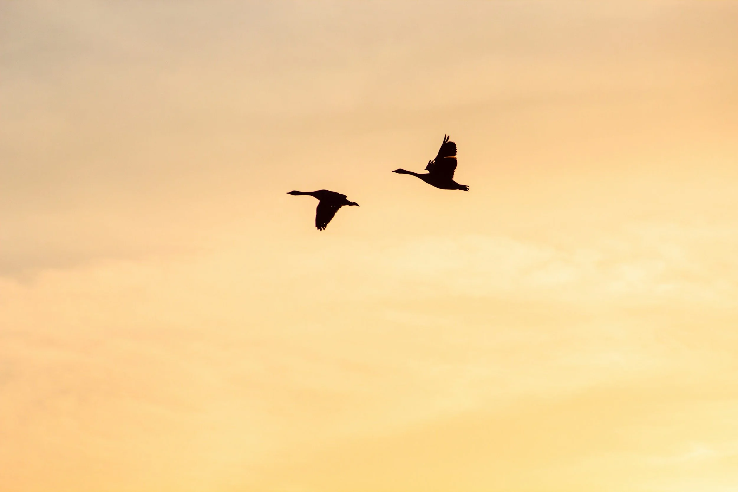John Beck's "Marking the Return of the Geese"
