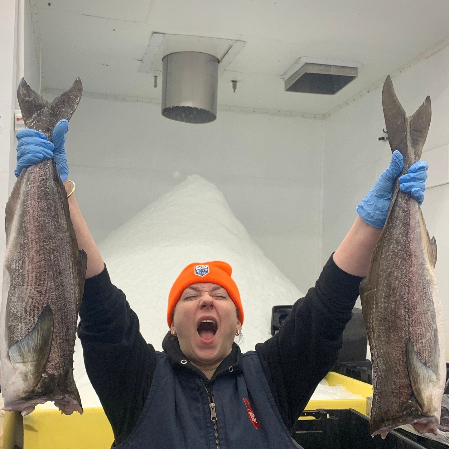 COBIA! You'll be feeling like a champion with a couple of these in your kitchen. Available whole as-is, scaled &amp; gutted, or as fillets.⁠
⁠
Cobia's light, clean taste and meaty, satisfying texture compliments a wide range of cooking methods and fl