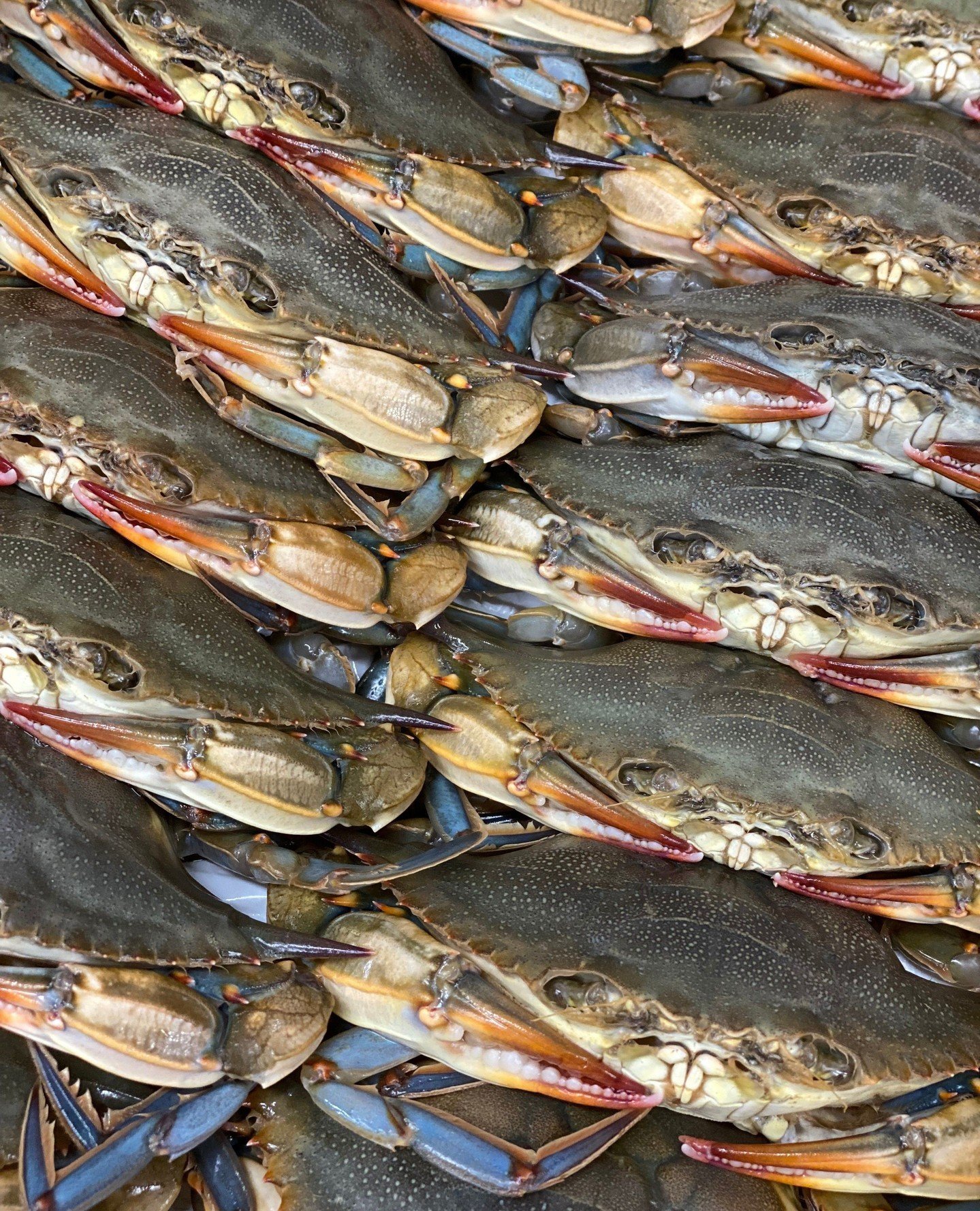 It's that time of year again... soft shell crab season. Blue crab's latin name is Callinected sapidus, which translates to savory, beautiful swimmer. We couldn't agree more. ⁠
⁠
The crabs start molting in the spring and continue to do so throughout t