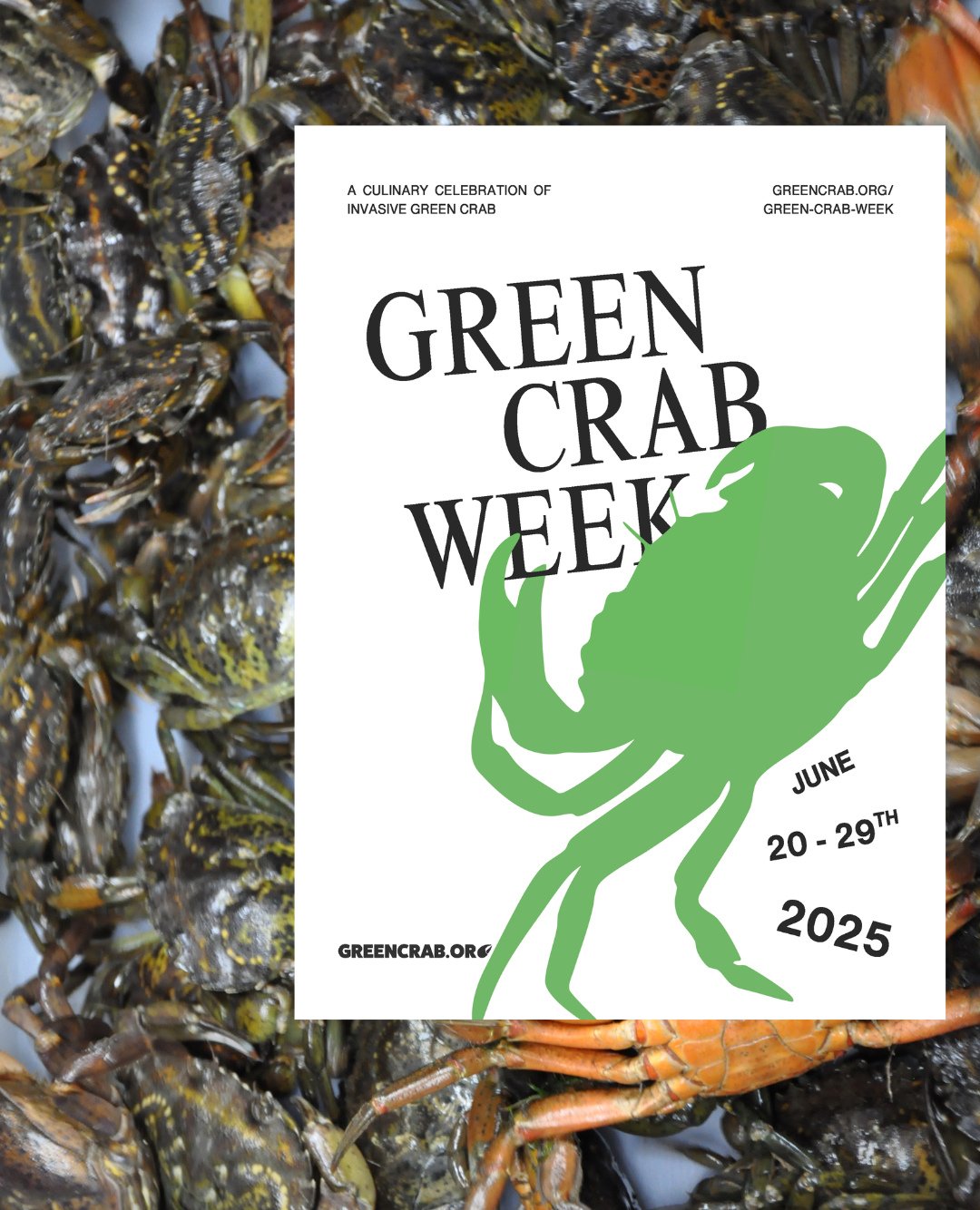 Green Crab Week is Here and over 75 restaurants and markets across New England and far beyond have joined the cause, getting invasive green crabs out of the water and onto your plate. ⁠
⁠
A full list of where you can eat and purchase green crabs in o