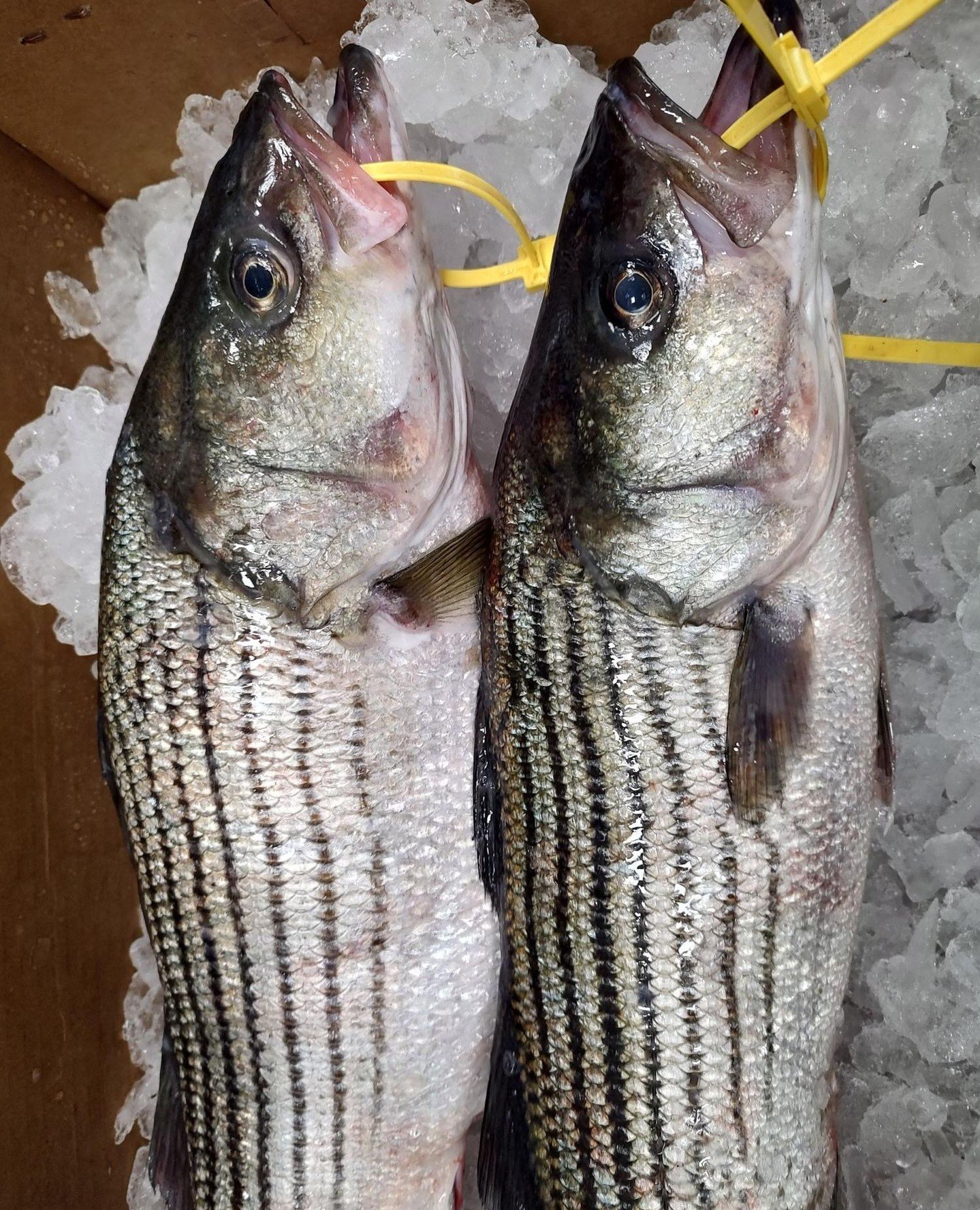 MA Striped Bass season is here! Get them while you can. These highly migratory fish are caught on a quota system, so when the limit has been reached, the season is over. Fishing is restricted to Tuesdays and Wednesdays, and they're all big fish (at l