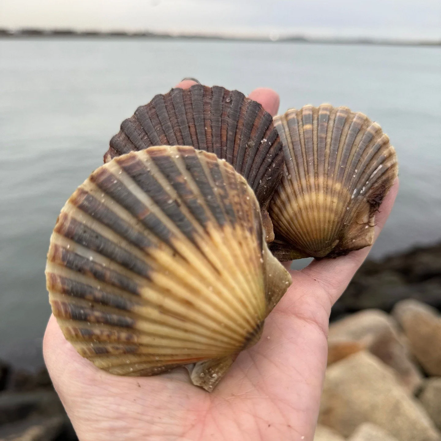 Live bay scallops straight from Nantucket. We've got more of these gems coming in for Friday sales. Talk to your rep to secure some.⁠
⁠
Harborside photos from @heybangarang⁠
⁠
#bayscallops #wulfsfish #newfisholdschool