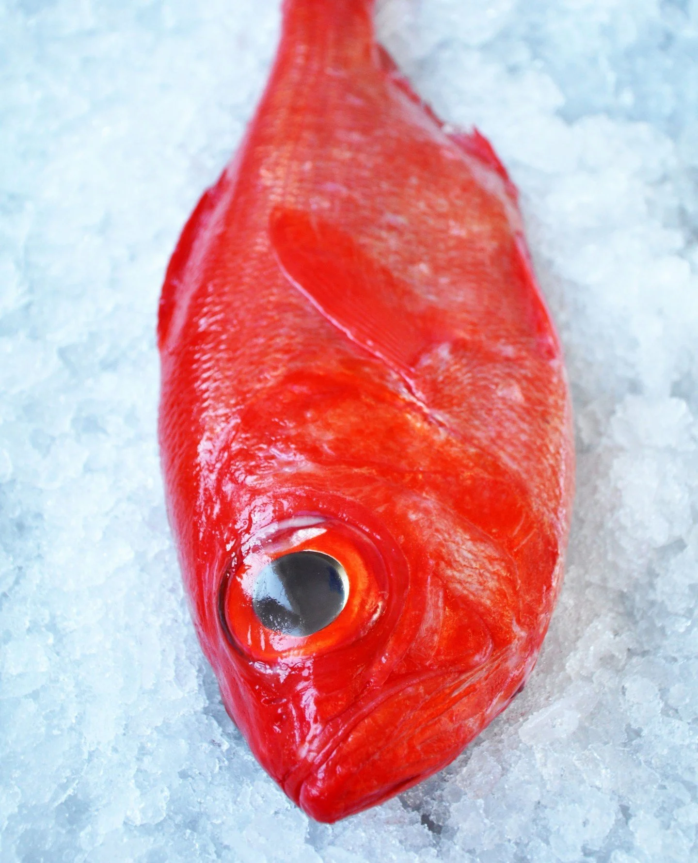 NEW and straight from Tokyo! 🇯🇵 We're excited to debut a new assortment of fresh, premium, Japanese fish sourced directly from the boats. ⁠
⁠
Kicking off the program is Hamachi, Kinmedai, and Onaga (Ruby Snapper). ⁠
⁠
Hamachi will be available begi