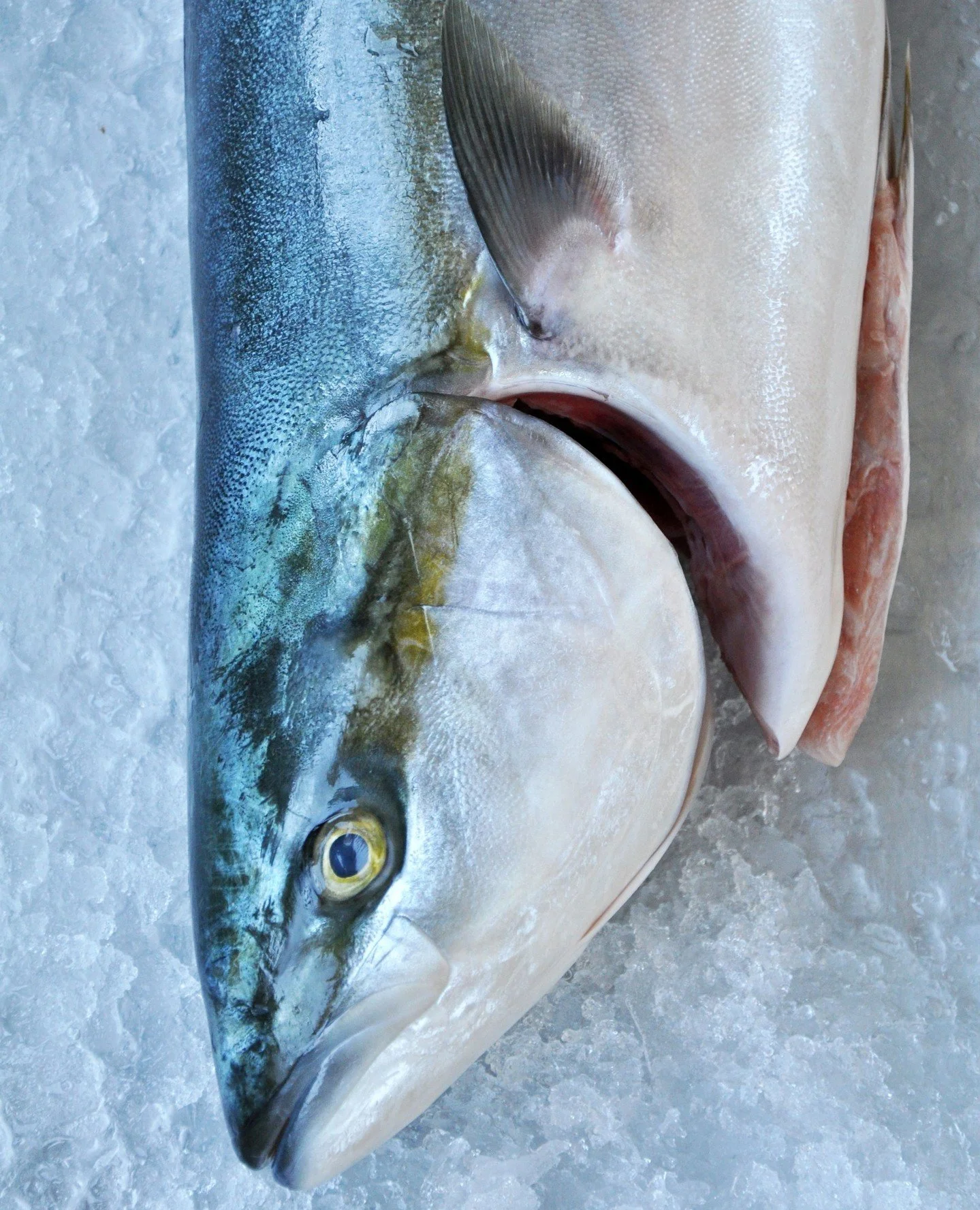 Japanese Hamachi is here and it's 🔥⁠
⁠
The Hamachi (Seriola quinqueradiata) are ocean pen-raised and fed an entirely marine diet, making them very reminiscent of wild fish. ⁠
⁠
Fish are shipped fresh straight from Japan and are gutted, gills out, an