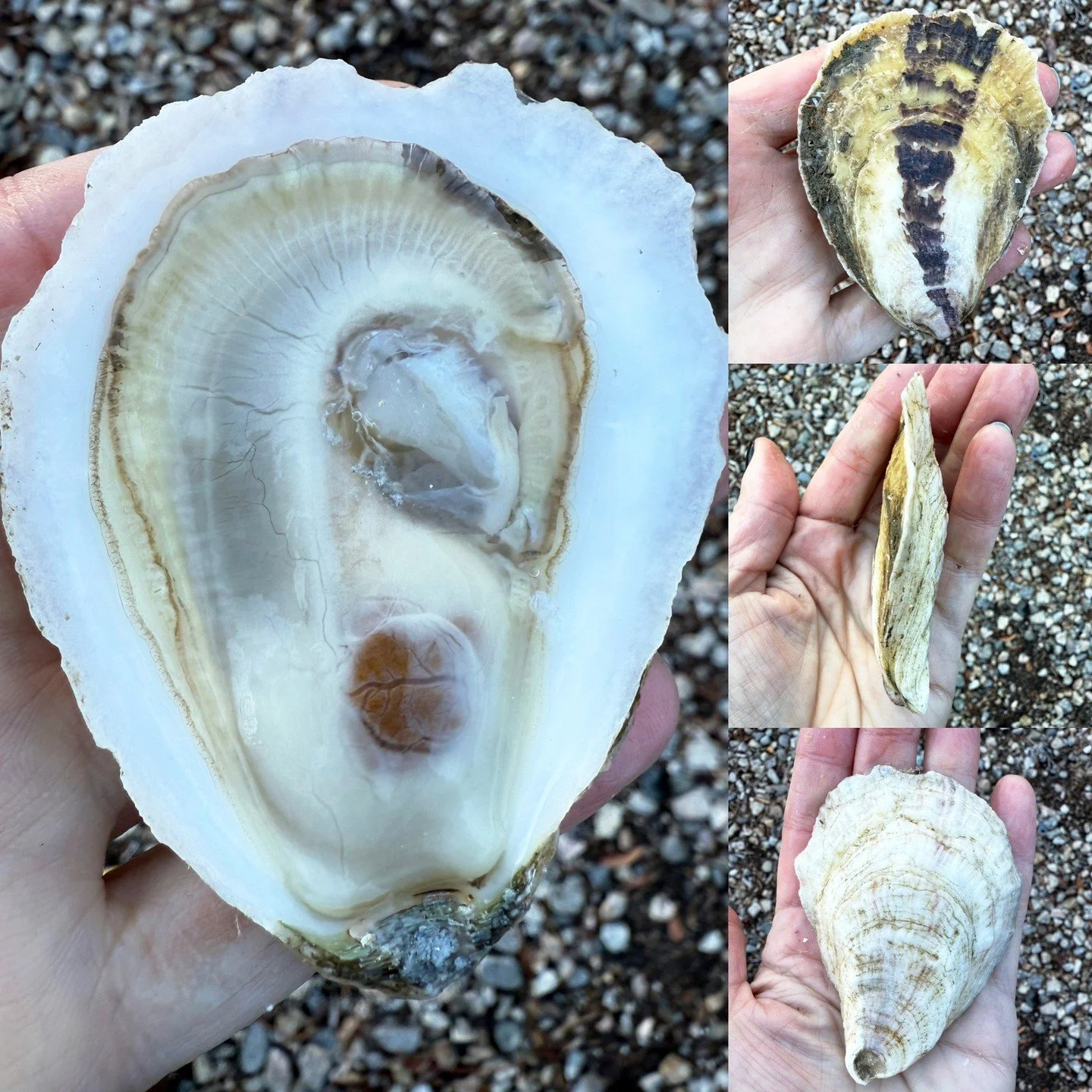 NEW to our list &mdash; Love Point Oysters from Harpswell, Maine⁠
⁠
Grower: Ben Hamilton &amp; Cameron Barner⁠
⁠
Size: 3.5 in⁠
⁠
Grow-out method: Floating cages⁠
⁠
Flavor Profile: Pronounced brine up front with big firm meats and a round, sweet fatty