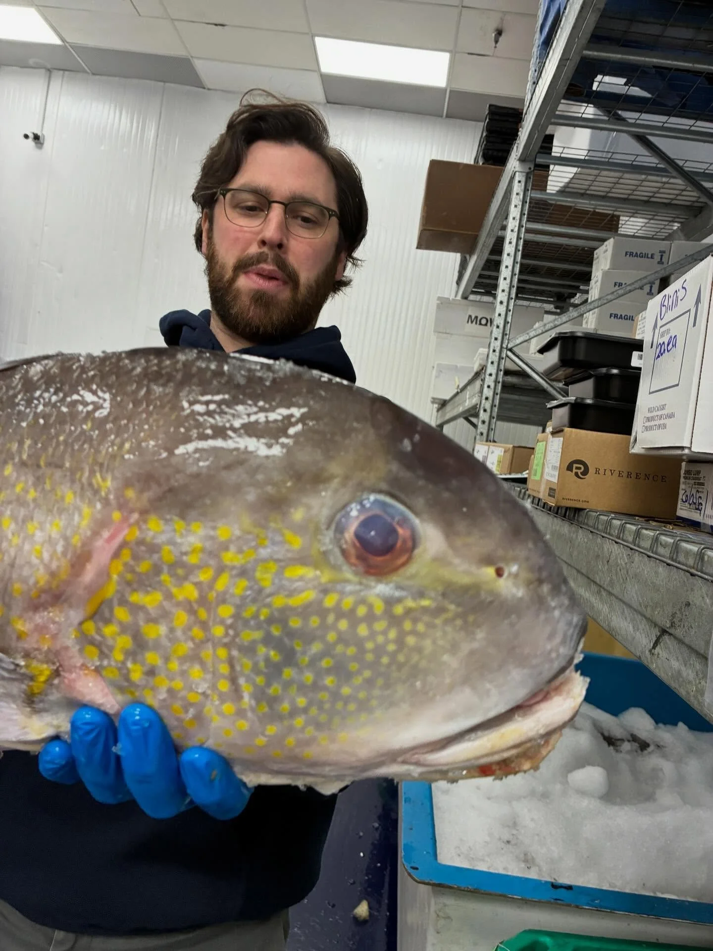 Golden tilefish from New Jersey in house now, held by procurement and receiving manager Jesse Lauden. 

#newfisholdschool