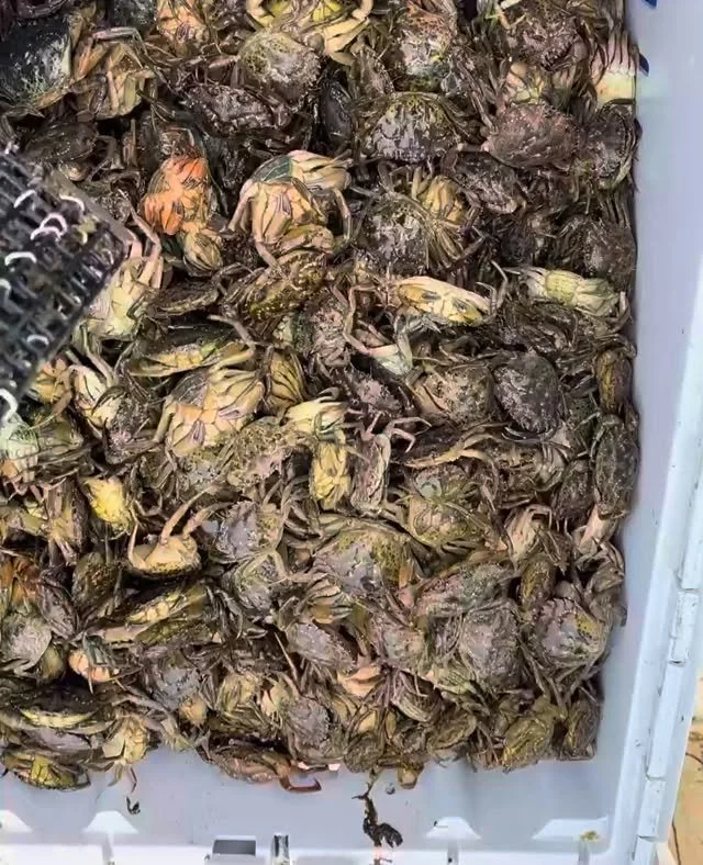 They're back! Green crabs, the delicious yet incredibly destructive invasive species, have woken up from their winter hibernation in the mud. They're back to wrecking our coastlines and eating all our favorite shellfish (oysters, clams, native crabs,