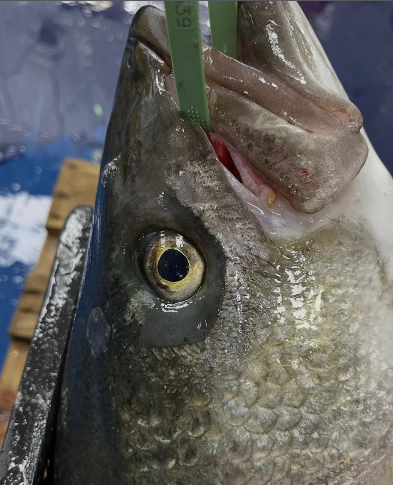 Mass. striped bass season has begun, and we've got the first fish of the season in now.⁠
⁠
As usual, there are lots of rules managing this resource. The fishery is hook and line only, and each fish must be a minimum size of 35". Fishermen are pe