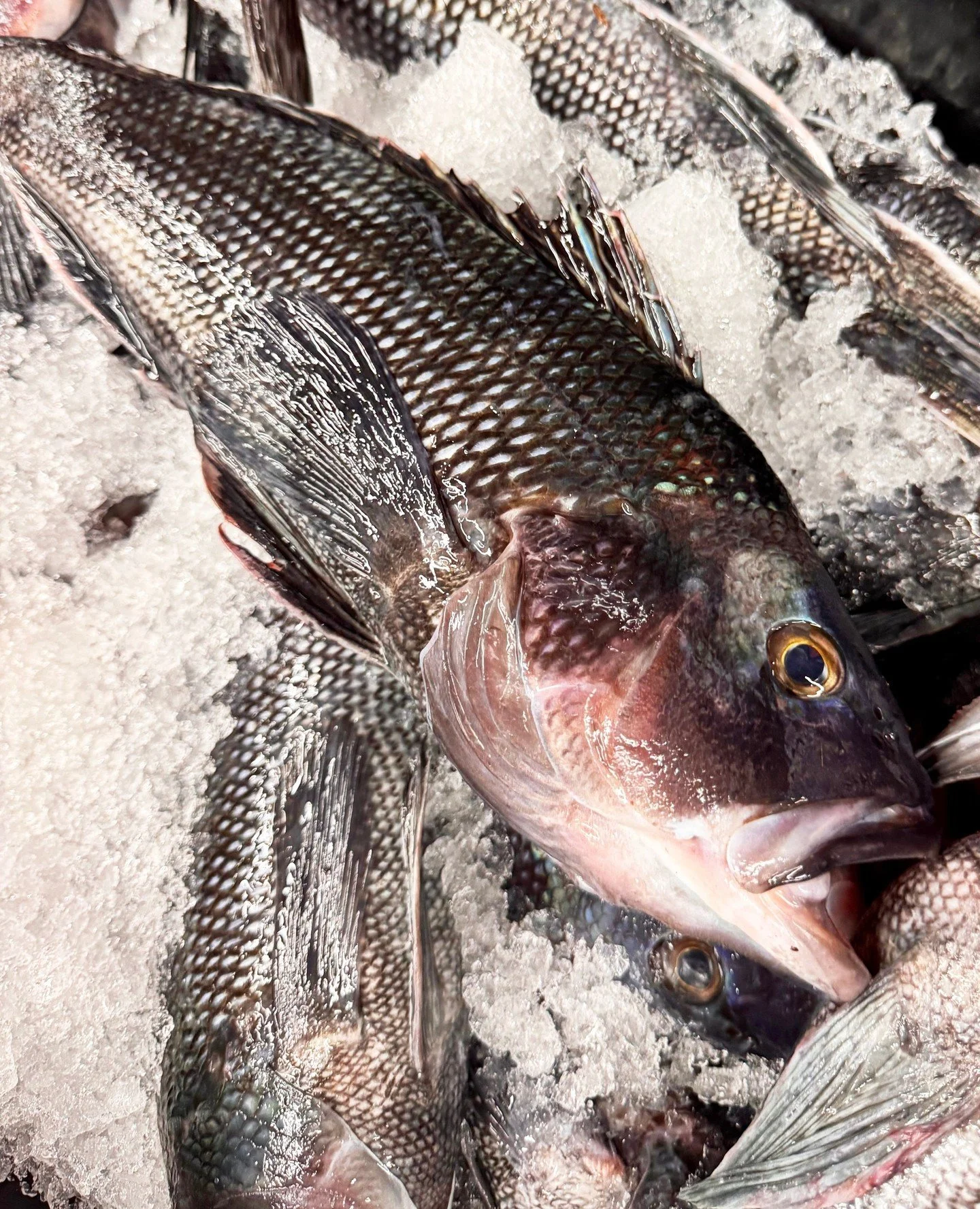 Local black sea bass are in season, and they're an undeniable favorite. We've got a supply of 100% pot-caught fish from a fisherman on Cape Cod, and the quality is outstanding. Don't miss out.