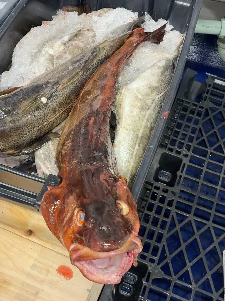 Red cod! You don&rsquo;t see that every day. What makes a codfish turn red? Debate on the warehouse floor was heated.

One strong possibility &mdash; a population of reddish brown and flame red cod can be found in Cashes Ledge, an underwater mountain