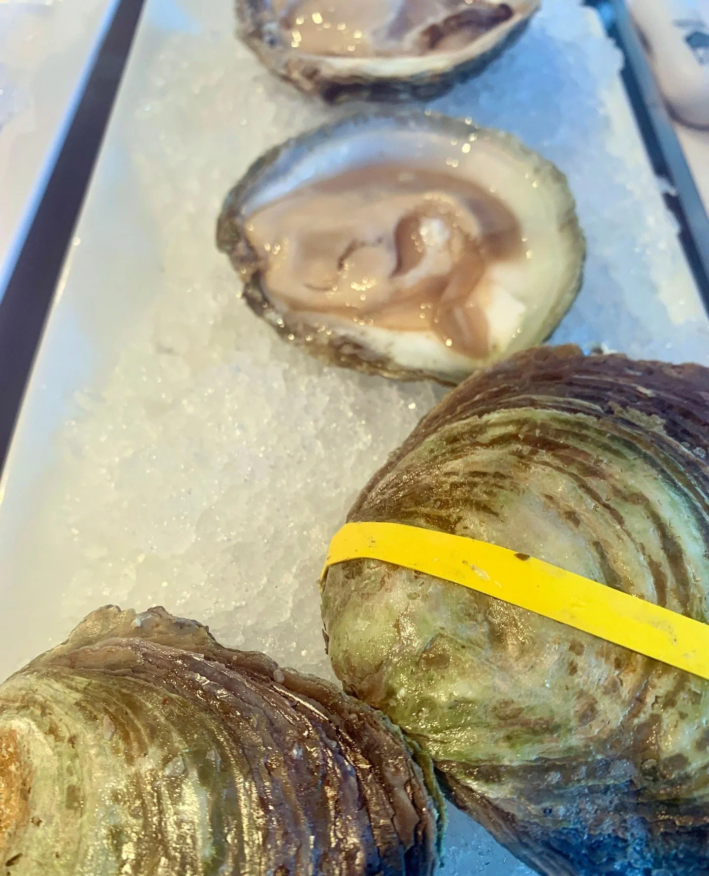 Wild Maine Belons are here! What happens when a European oyster is born and raised in Maine? Taste one and find out. ⁠
⁠
Whether you think they're weird, wonderful, or a bit of both, they're certainly an oyster you won't forget.⁠
⁠