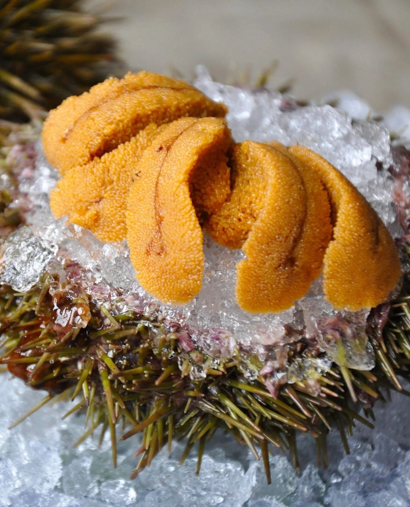 Maine urchin season is officially here. As the waters cool, the urchin thrive &ndash; sweet, briny, and at their best right now.