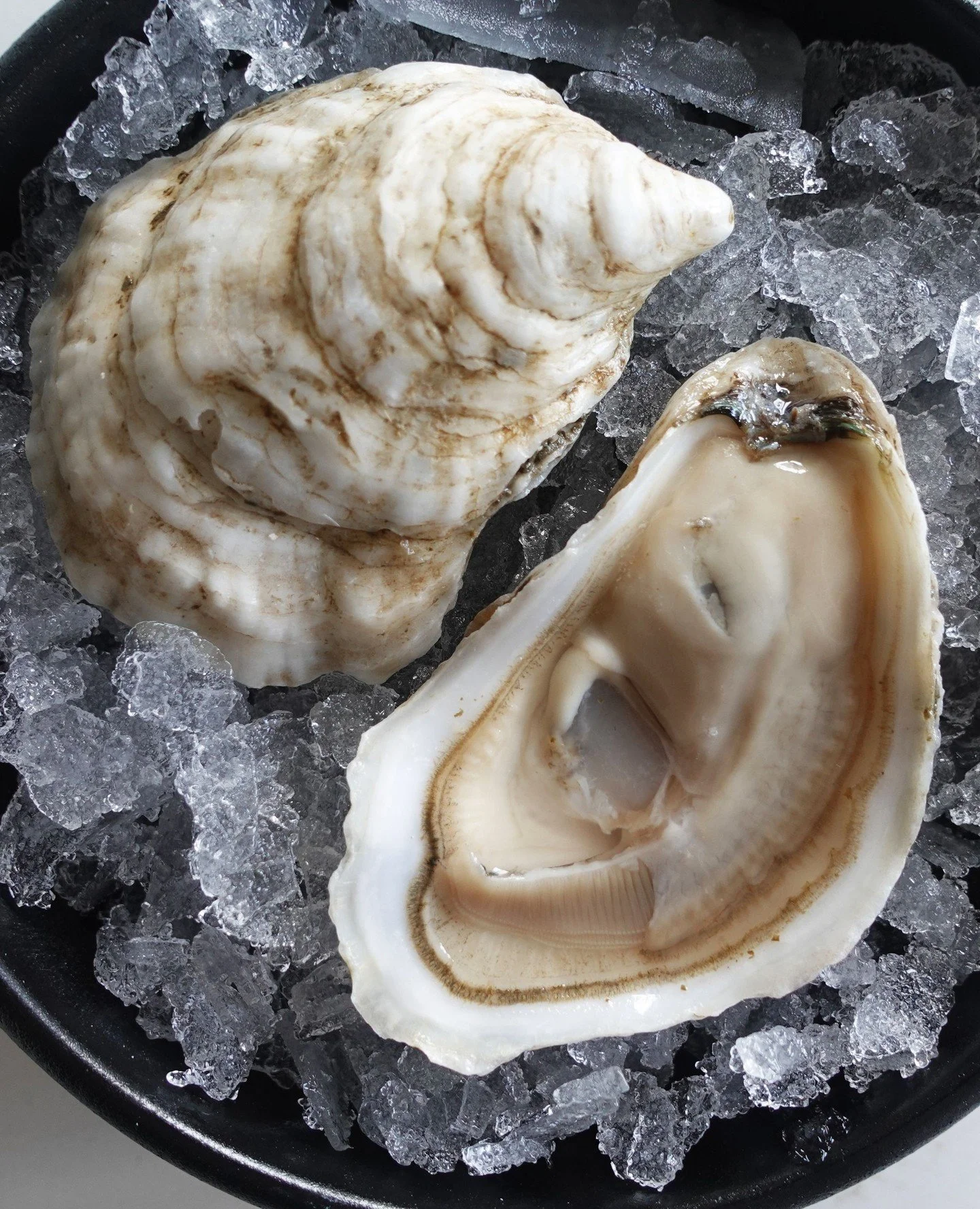 Oyster Spotlight: Cadillac oysters ⁠from Trenton, ME⁠, the gateway to Mount Desert Island and Acadia National Park⁠
⁠
Tasting notes⁠: Gorgeous bone-white oysters full of fat meats with a mineral-forward brine and a buttery, mineral finish reminiscent