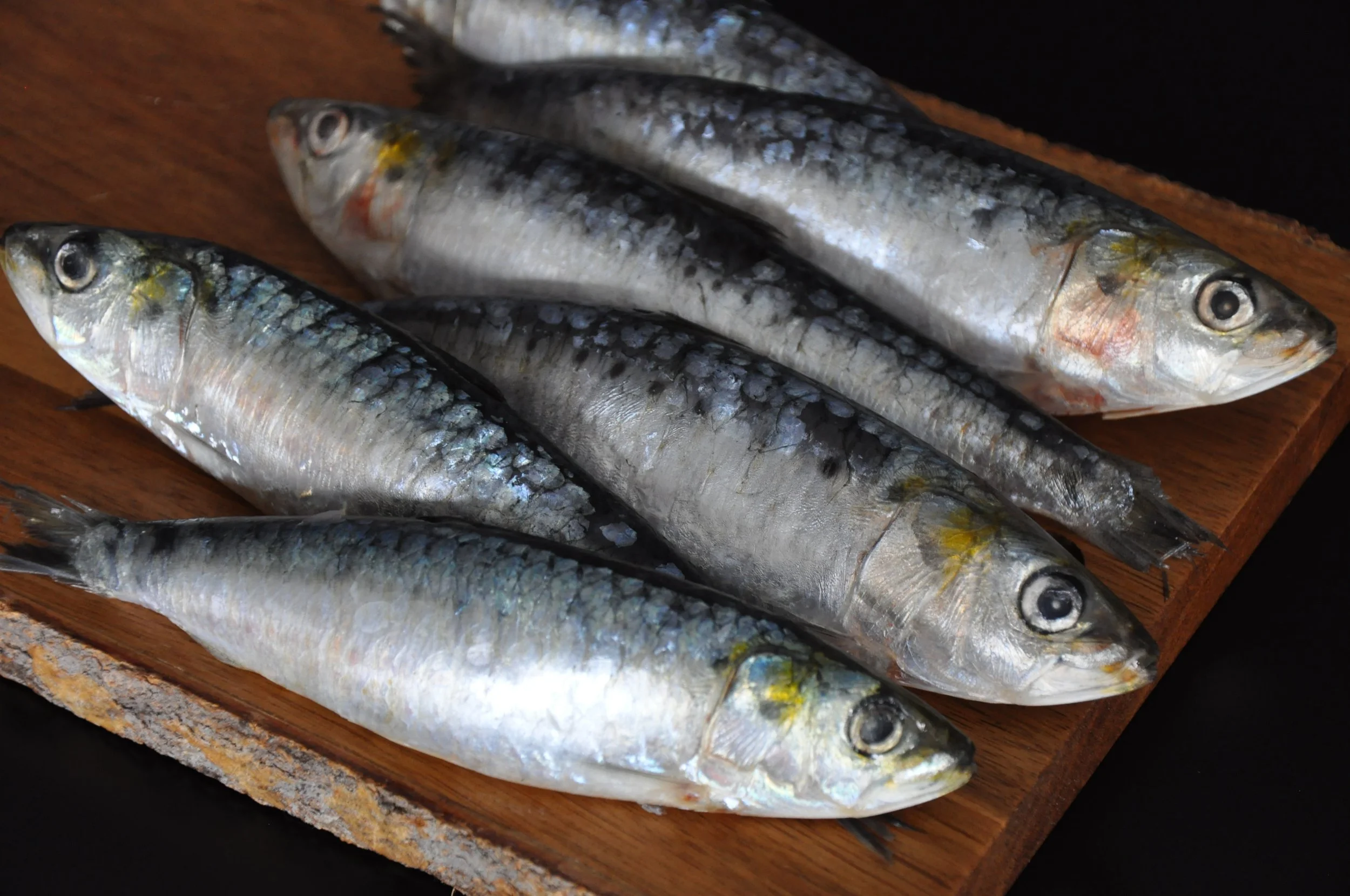 Wulf Fish The Wulf's Advantage — Wulf's Fish Wholesale