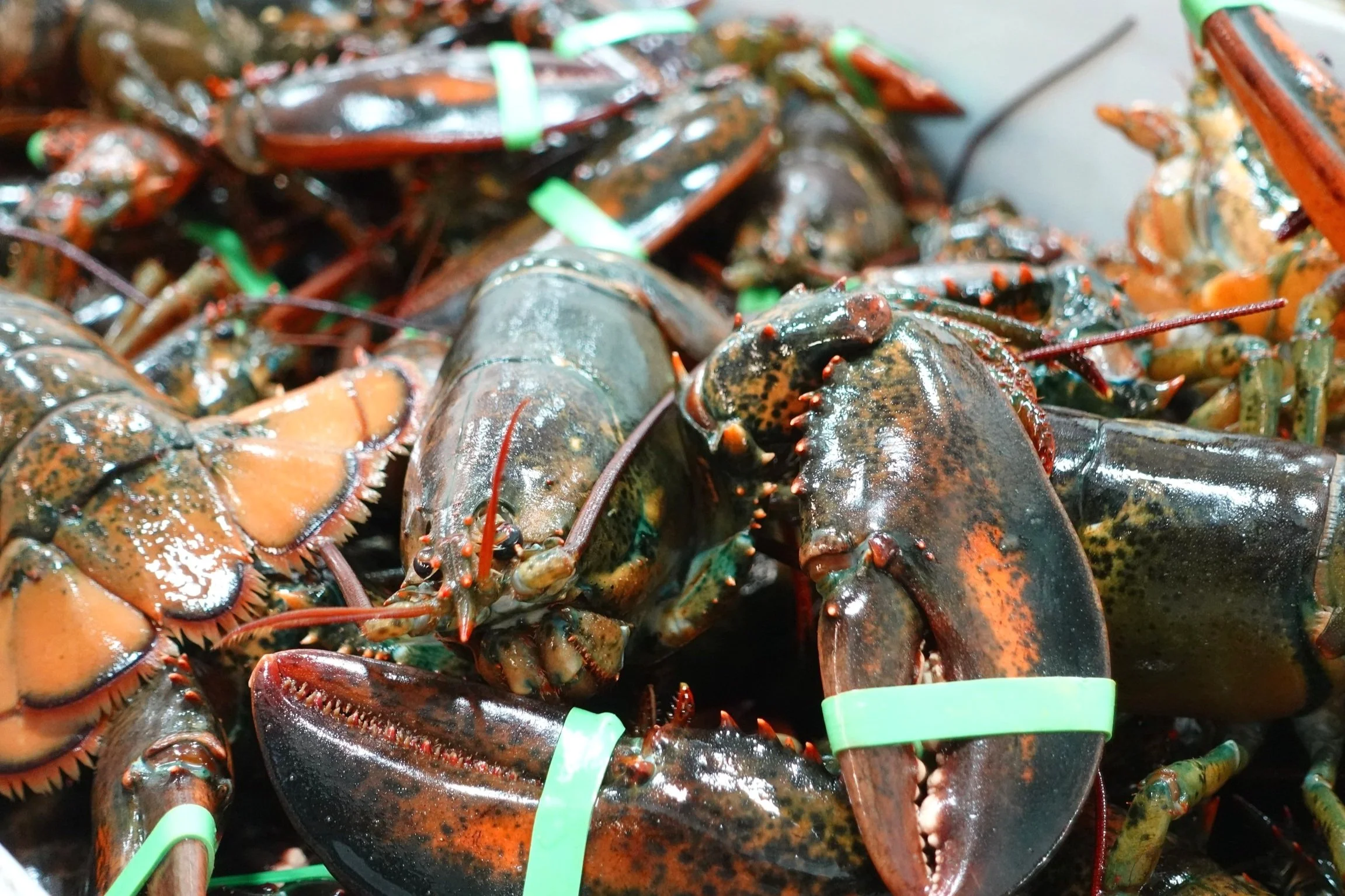 Shellfish + Cephalopods — Wulf's Fish Wholesale