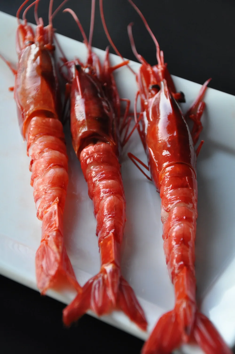 Shellfish + Cephalopods — Wulf's Fish Wholesale