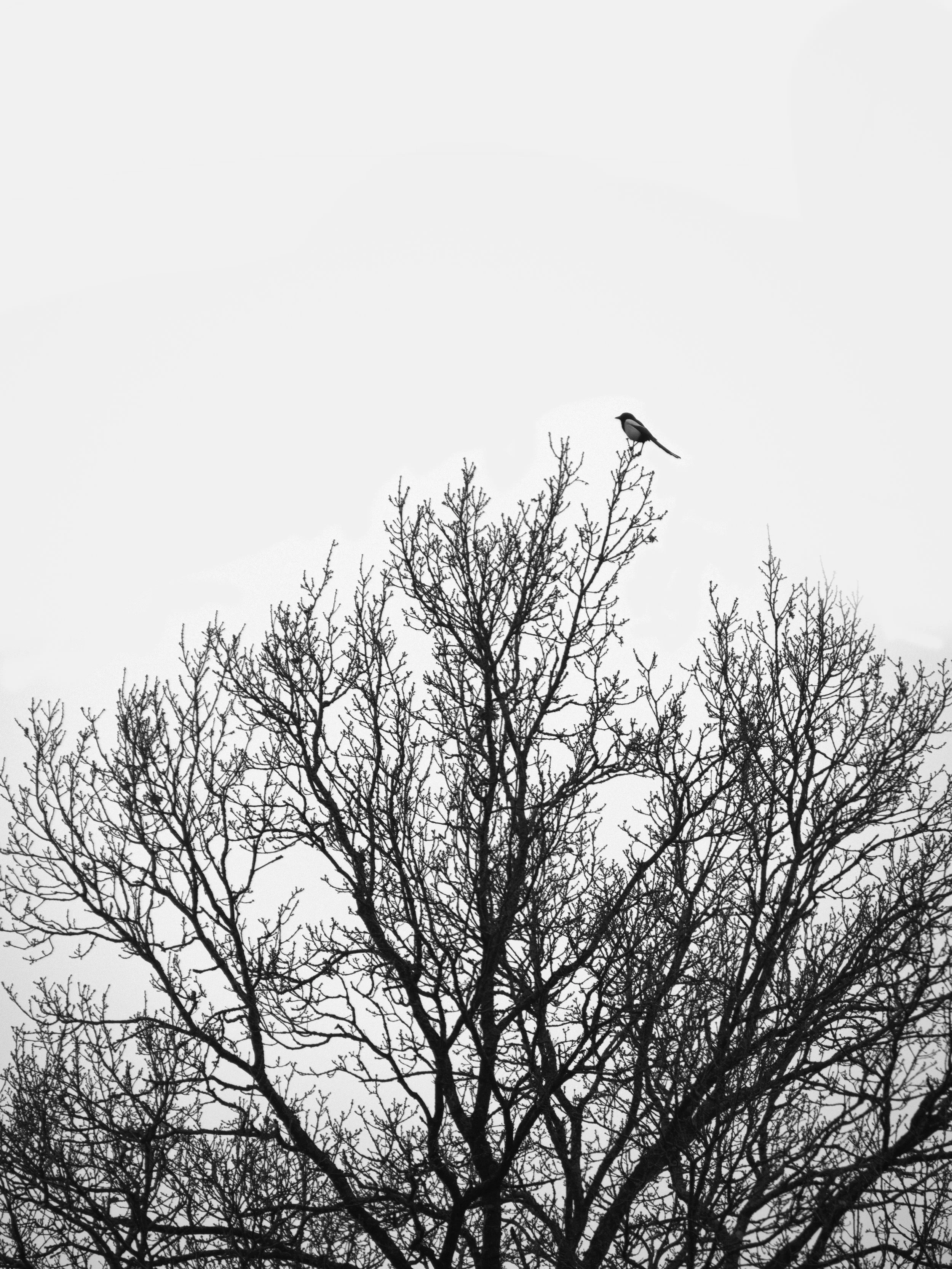 Arboribus