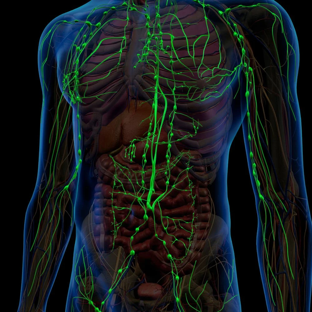 3d-illustr_lymphatic-system.jpg
